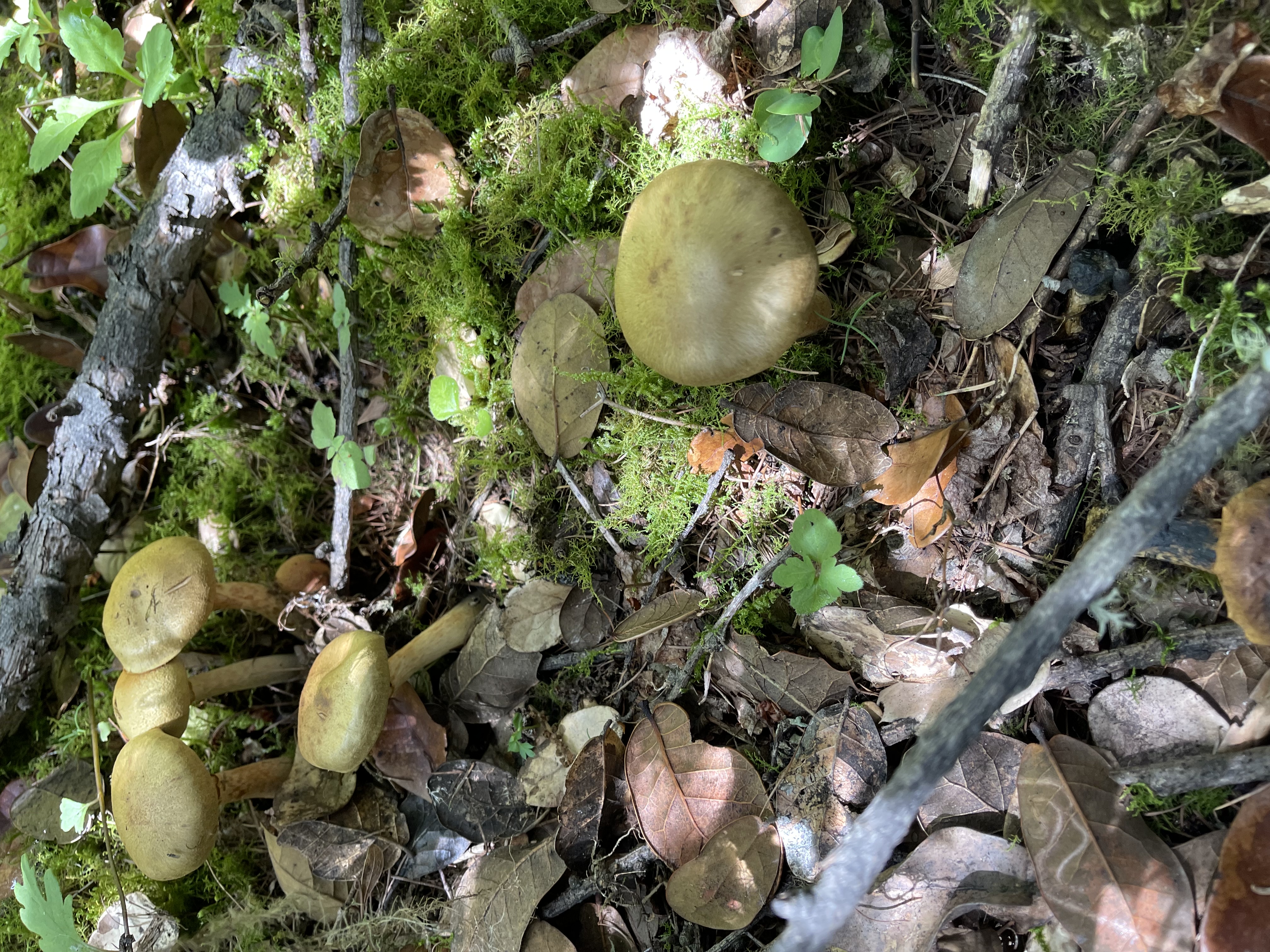小白紫丝膜菌
