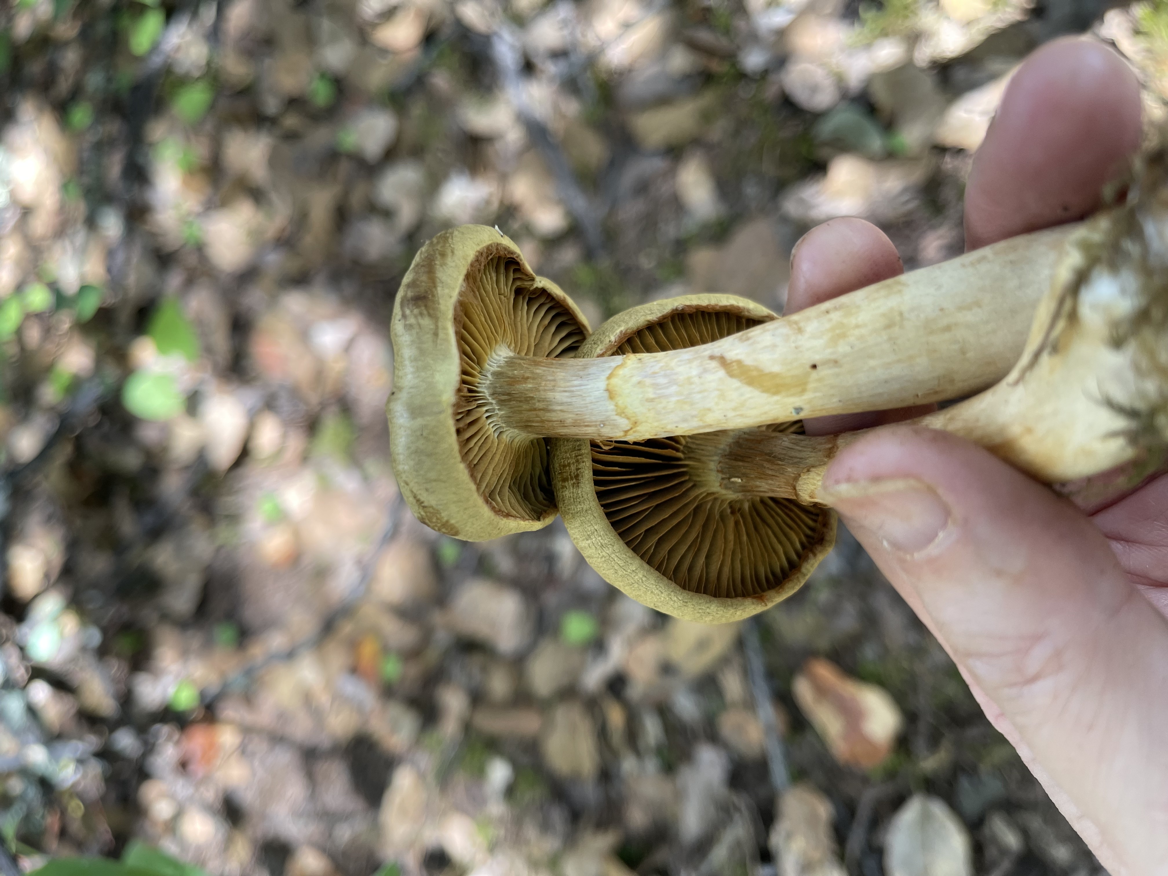 小白紫丝膜菌