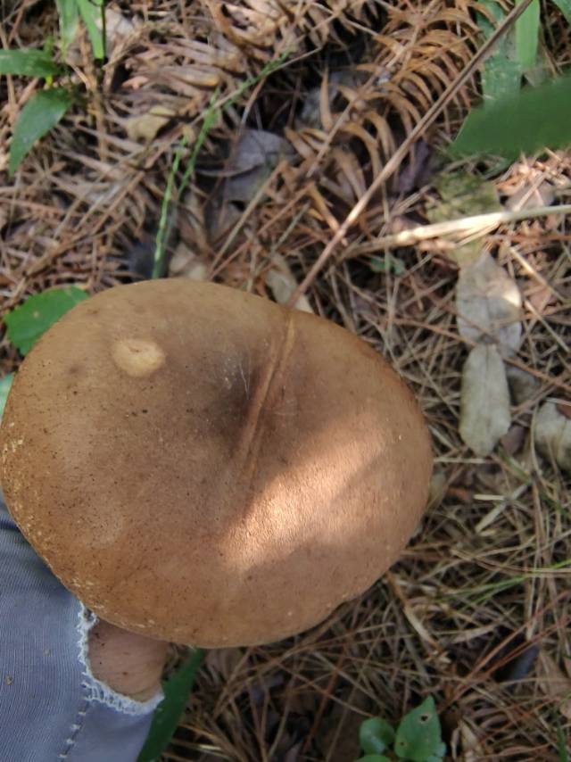 海南新牛肝菌