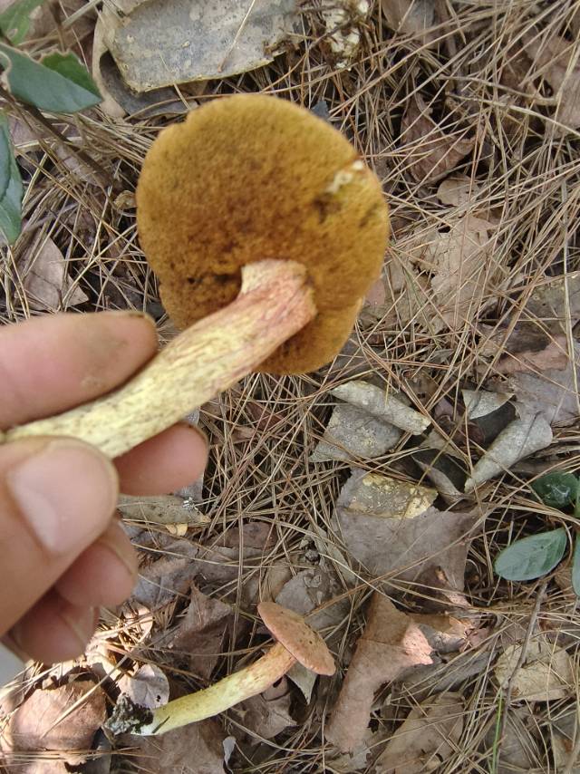 花斑牛肝菌
