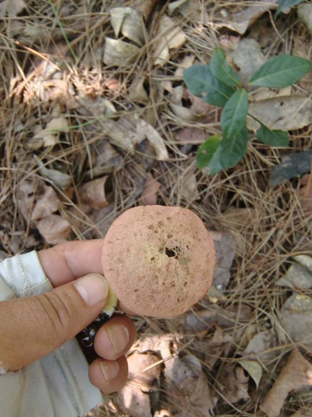 花斑牛肝菌
