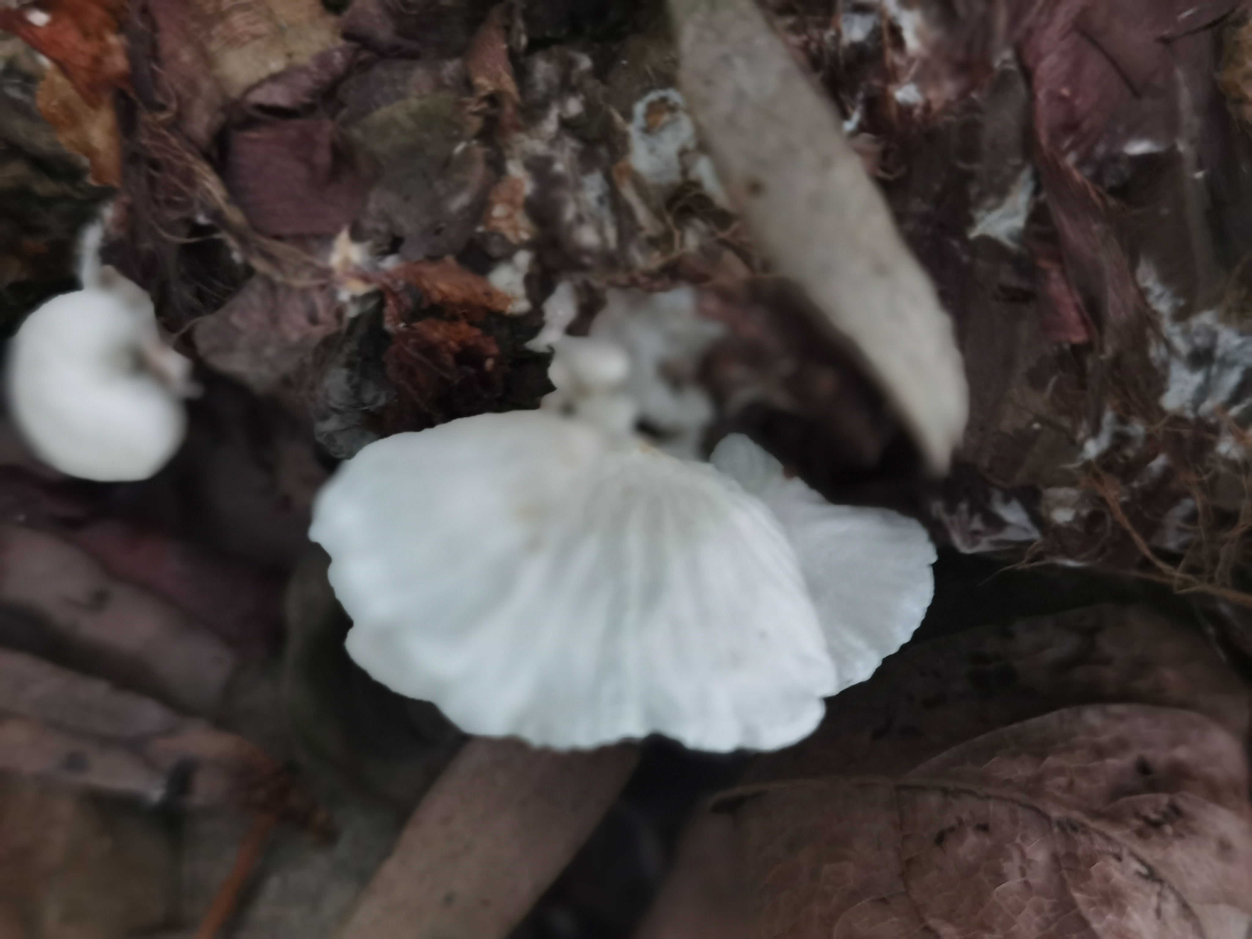 近缘小皮伞