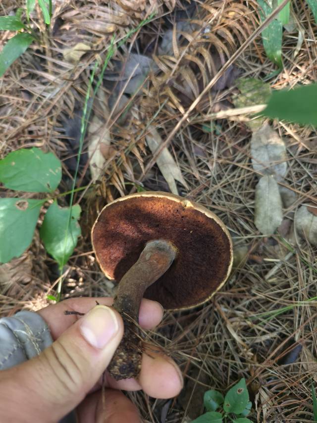 海南新牛肝菌