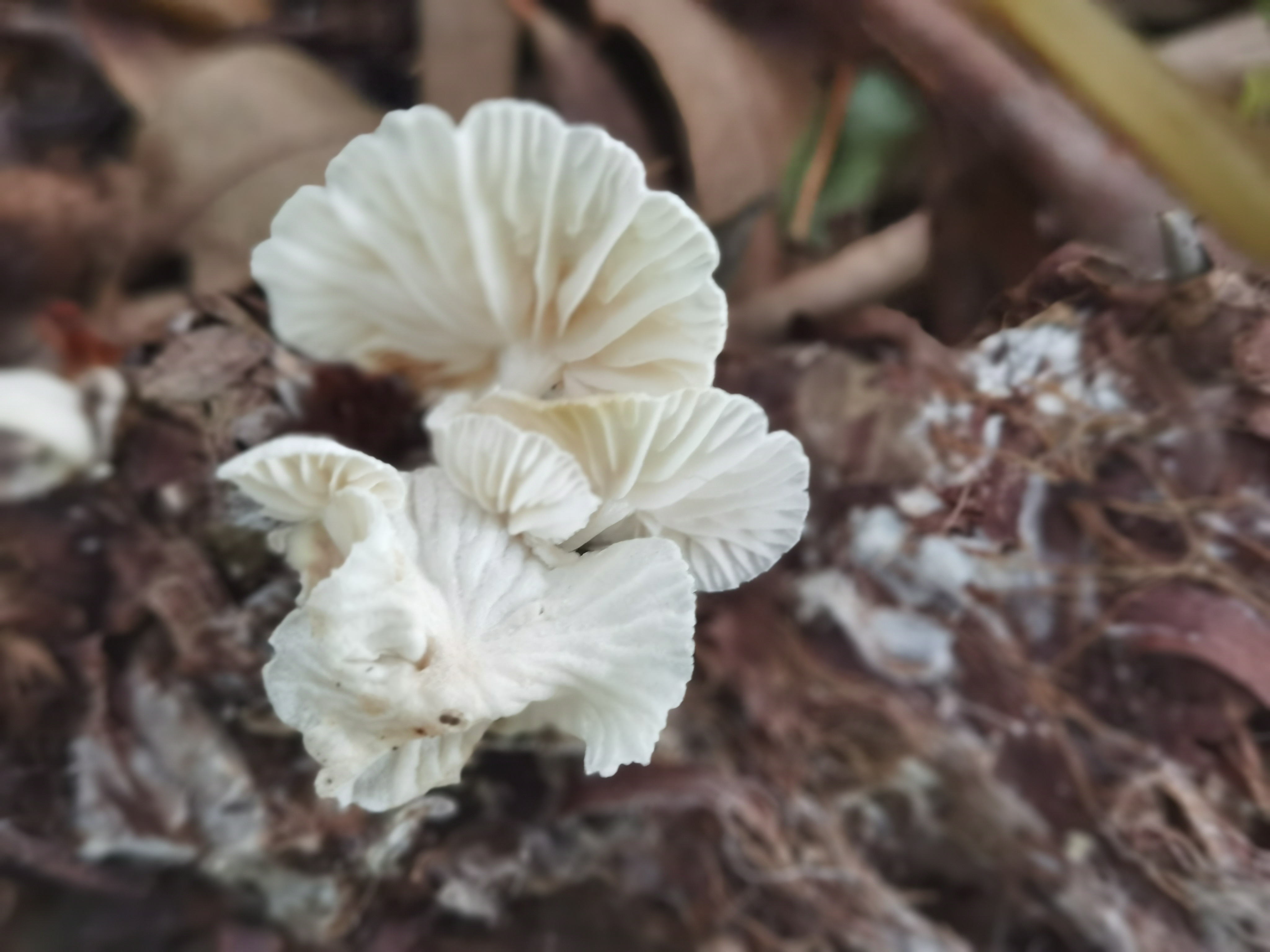 近缘小皮伞