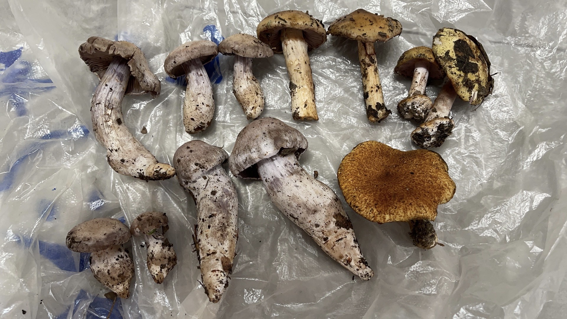 小白紫丝膜菌