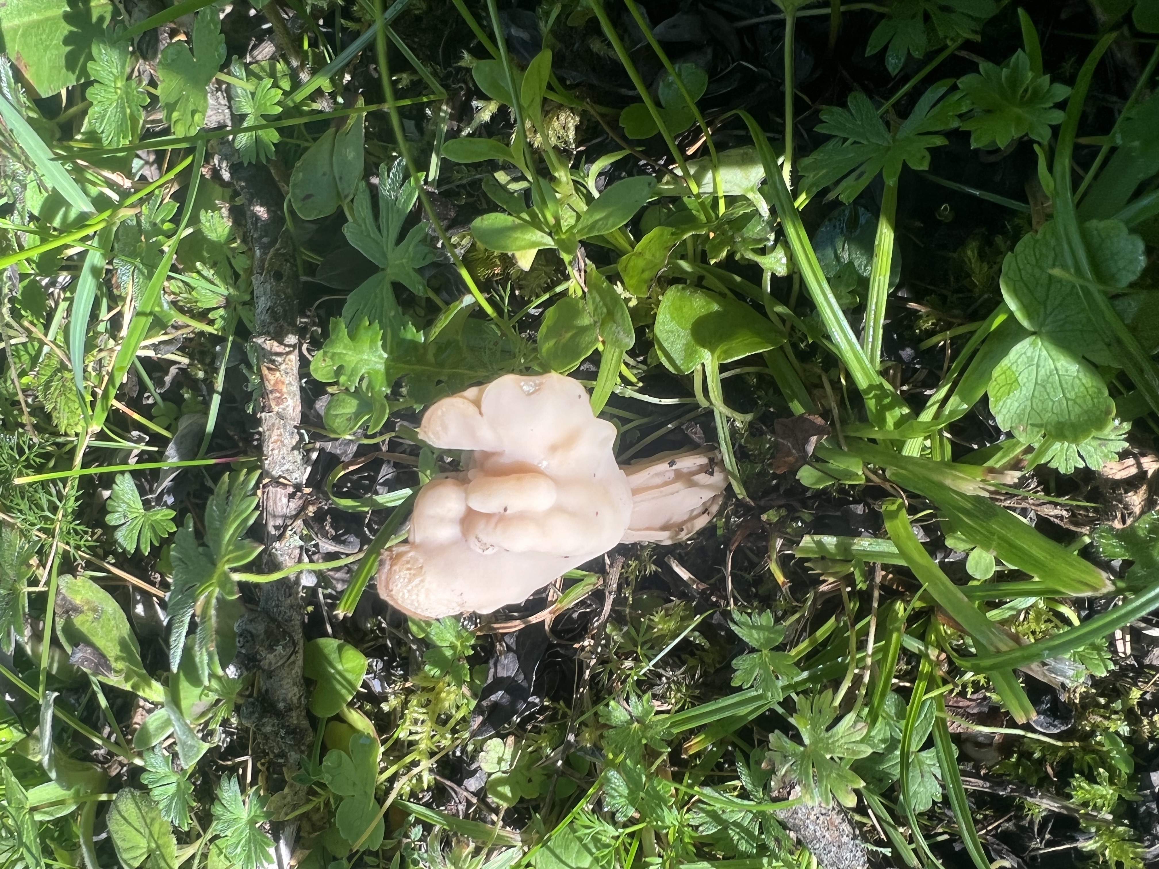 马鞍菌