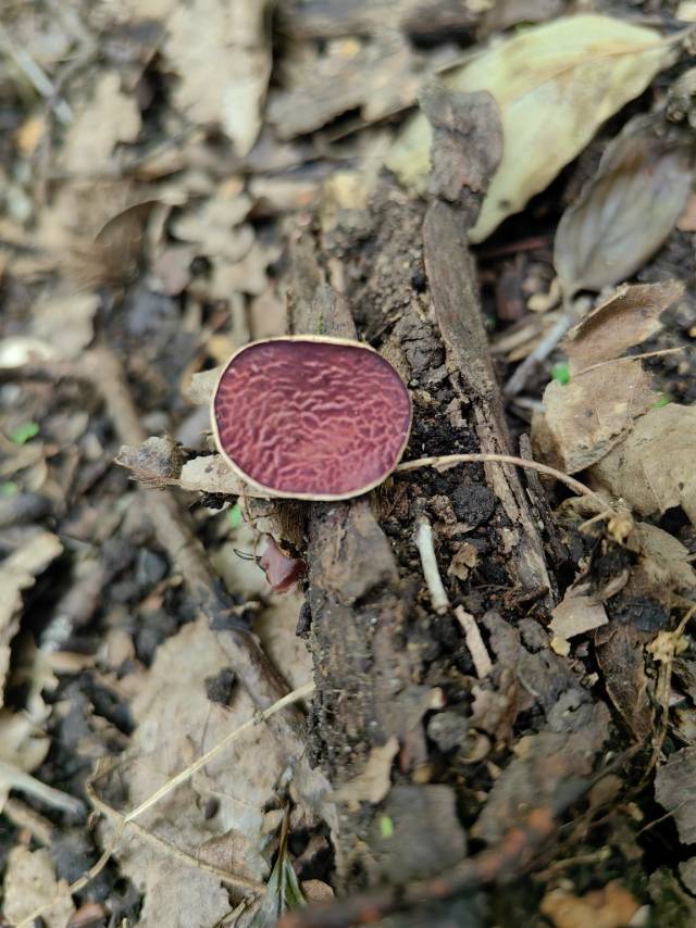 歪盘菌