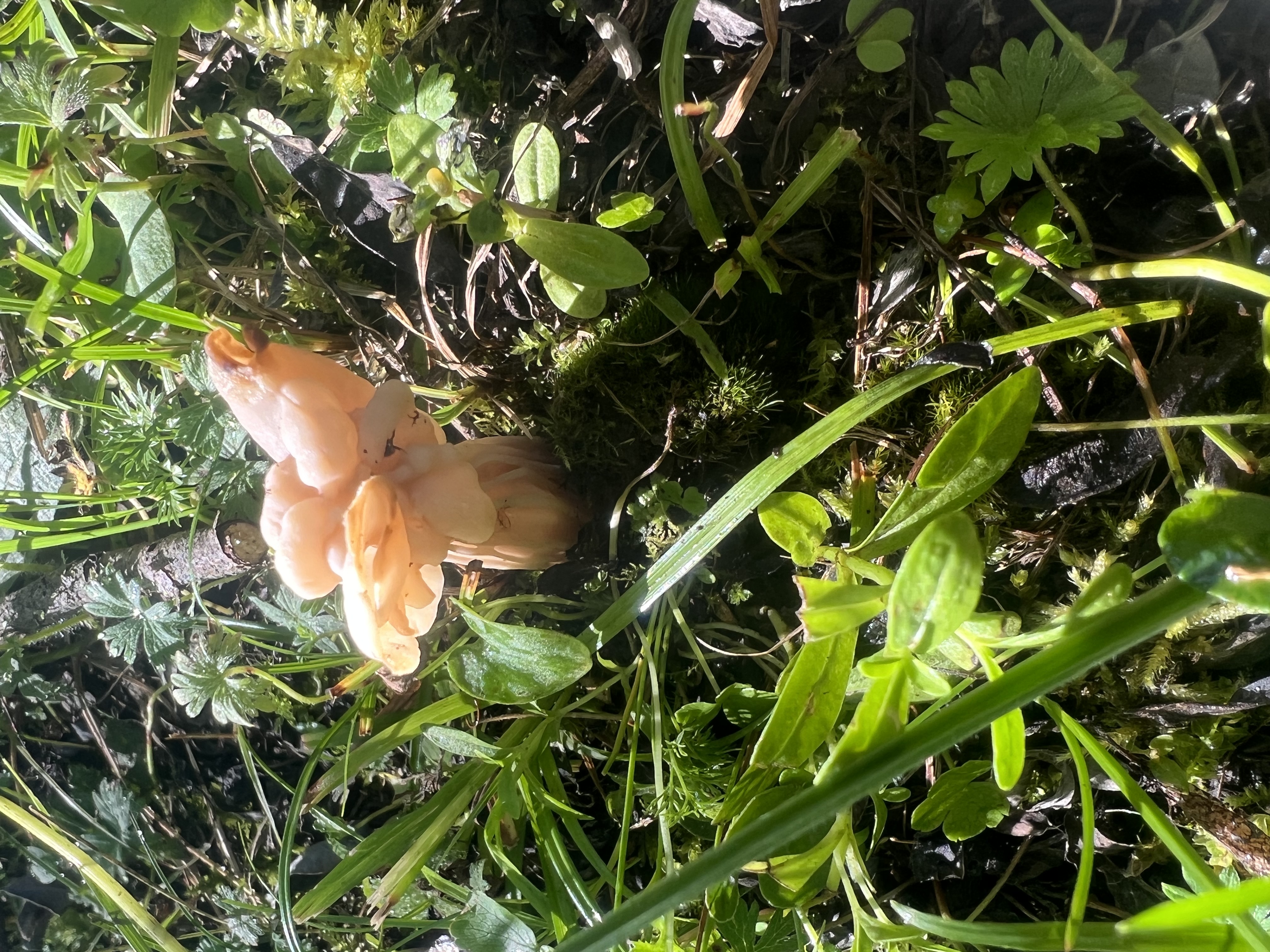 马鞍菌