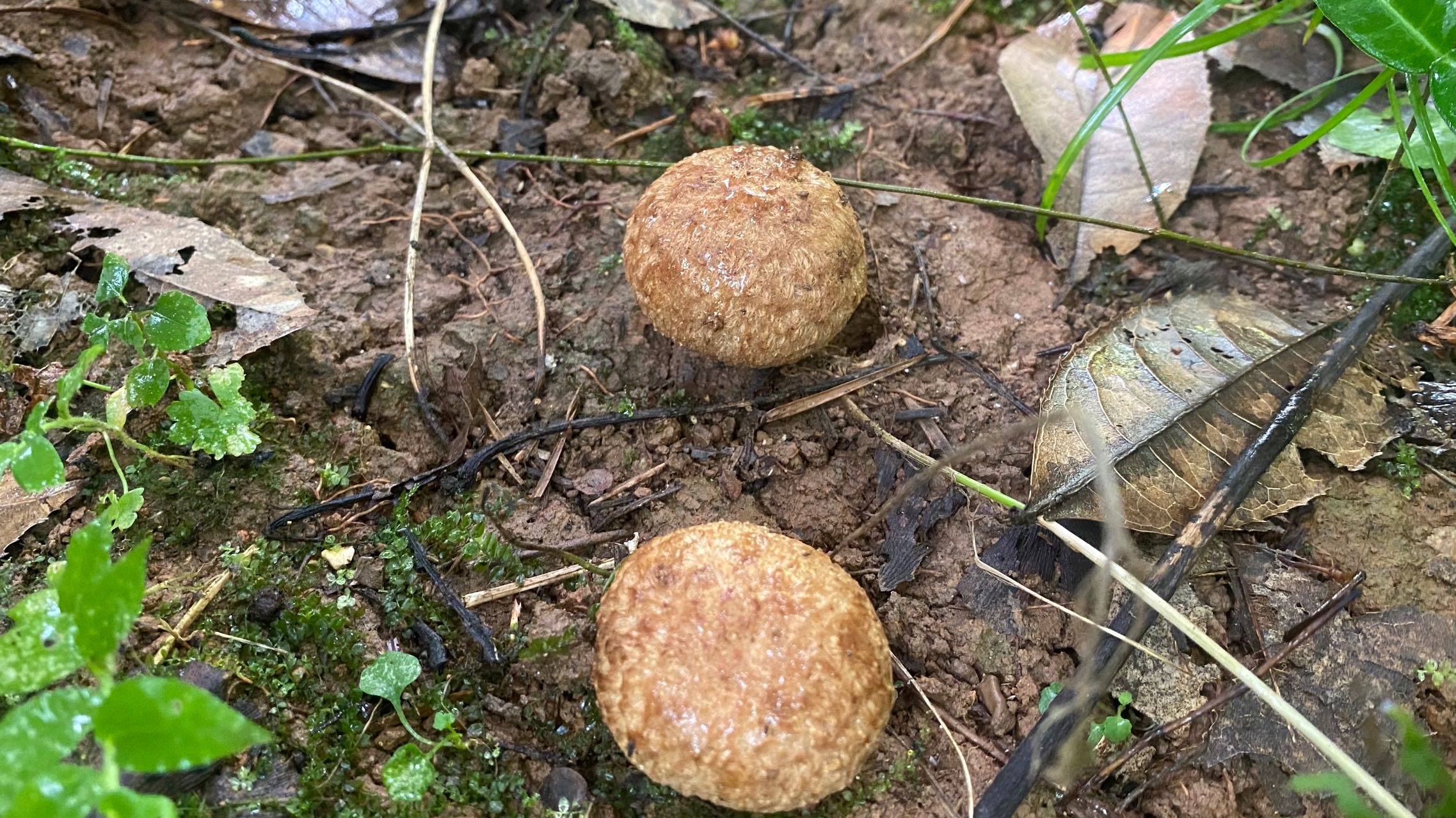 褐丛毛圆孔牛肝菌