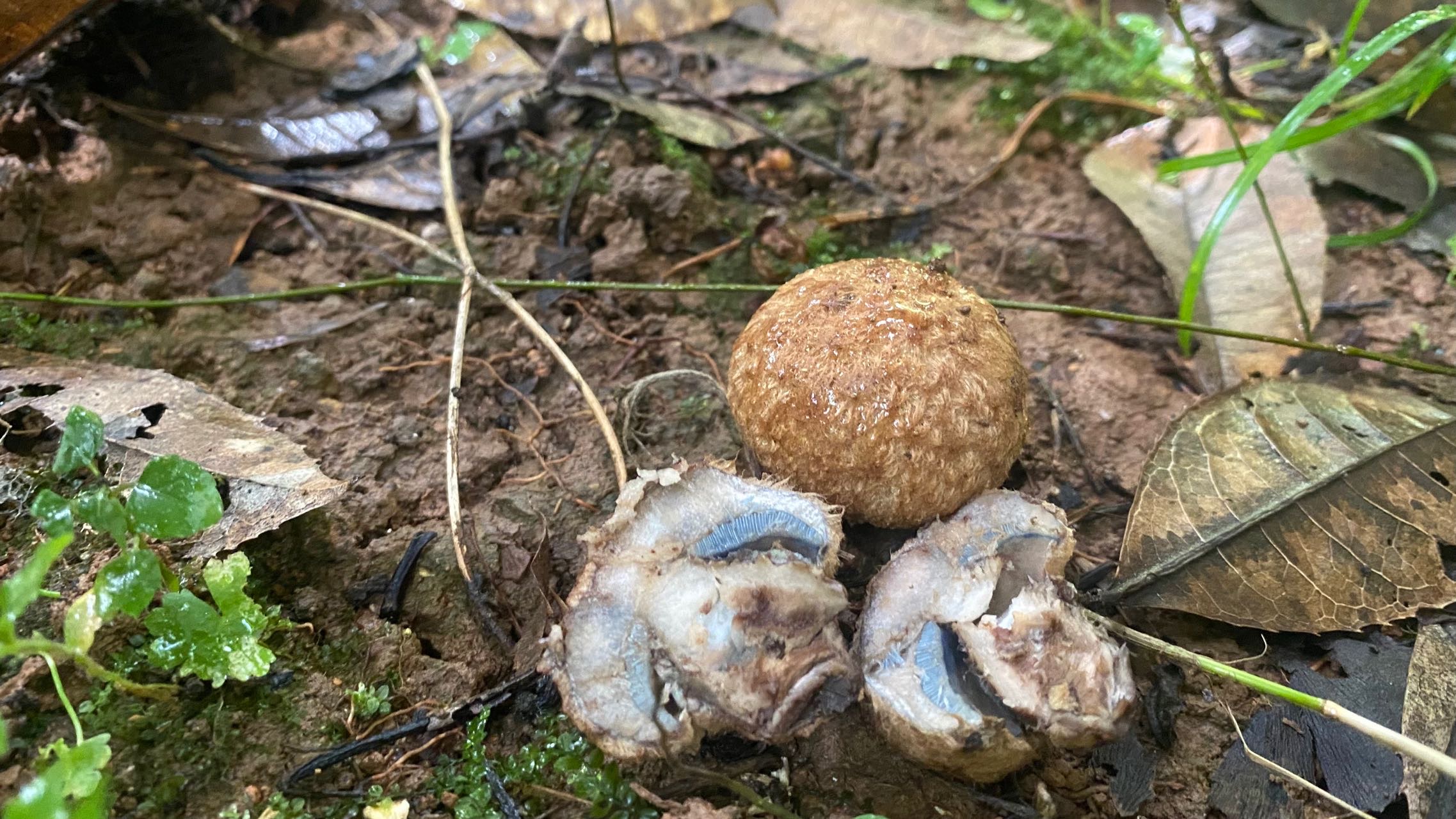 褐丛毛圆孔牛肝菌