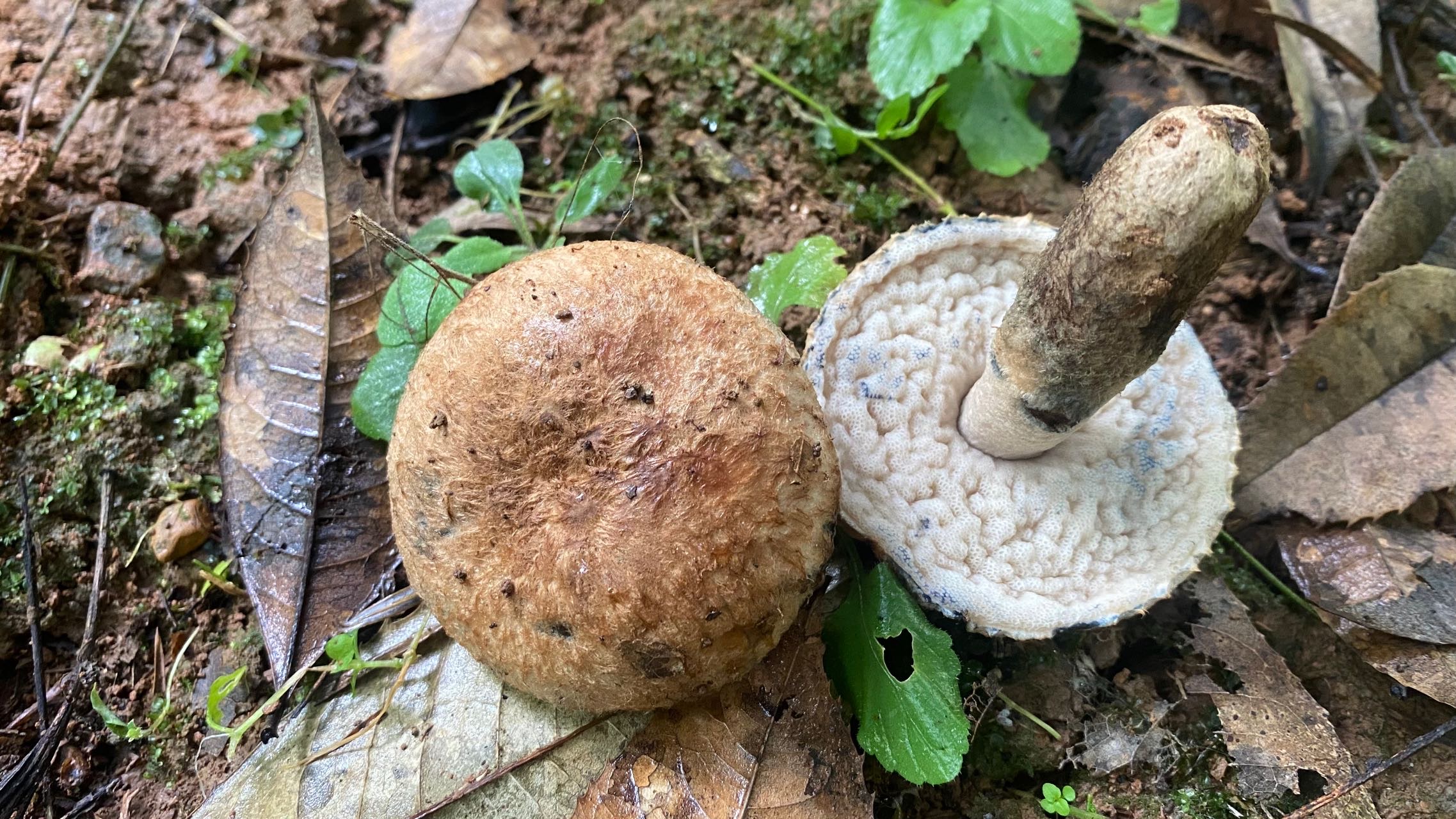 褐丛毛圆孔牛肝菌