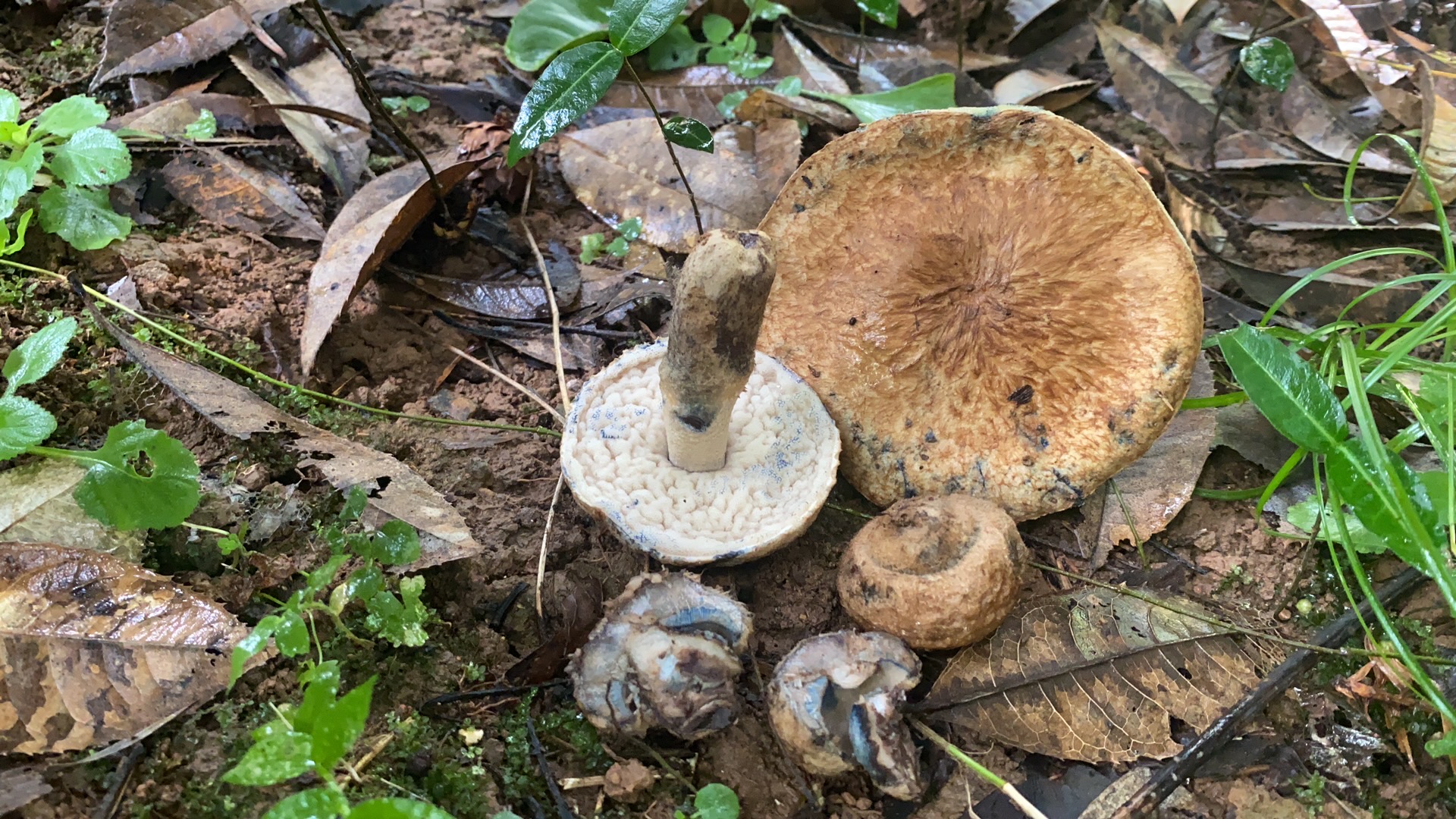 褐丛毛圆孔牛肝菌