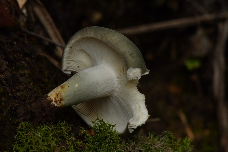 绿桂红菇