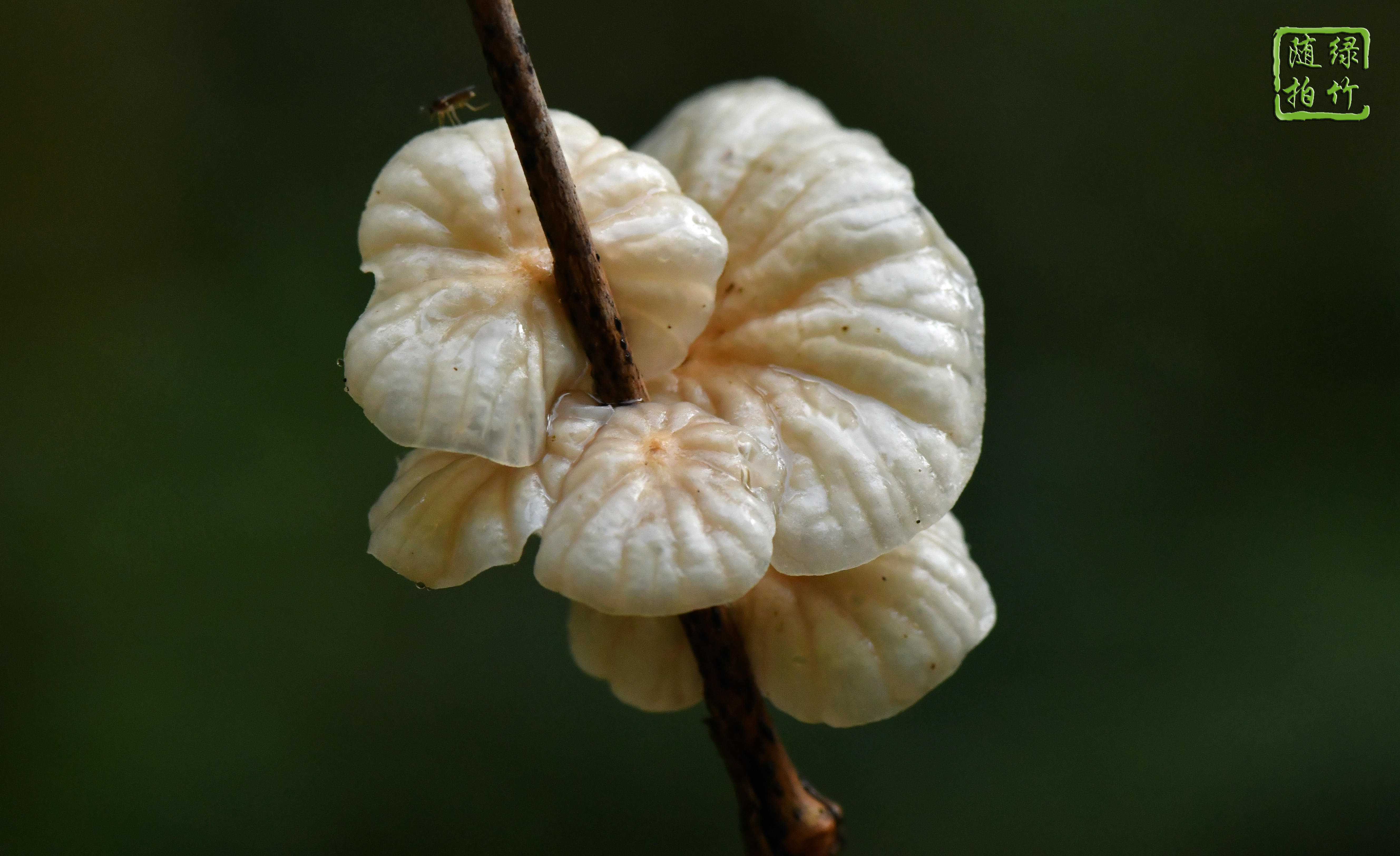微皮伞