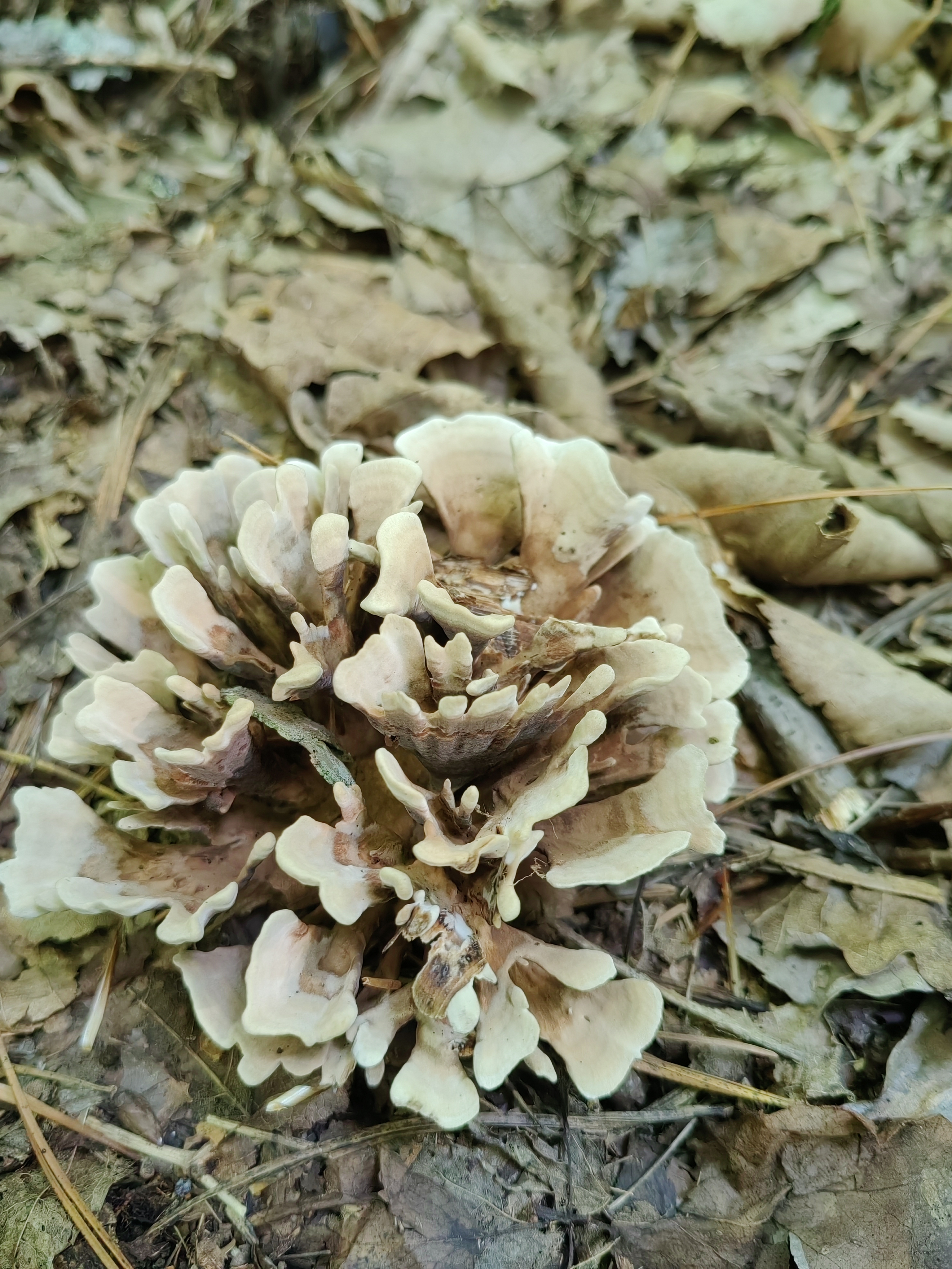 革菌属