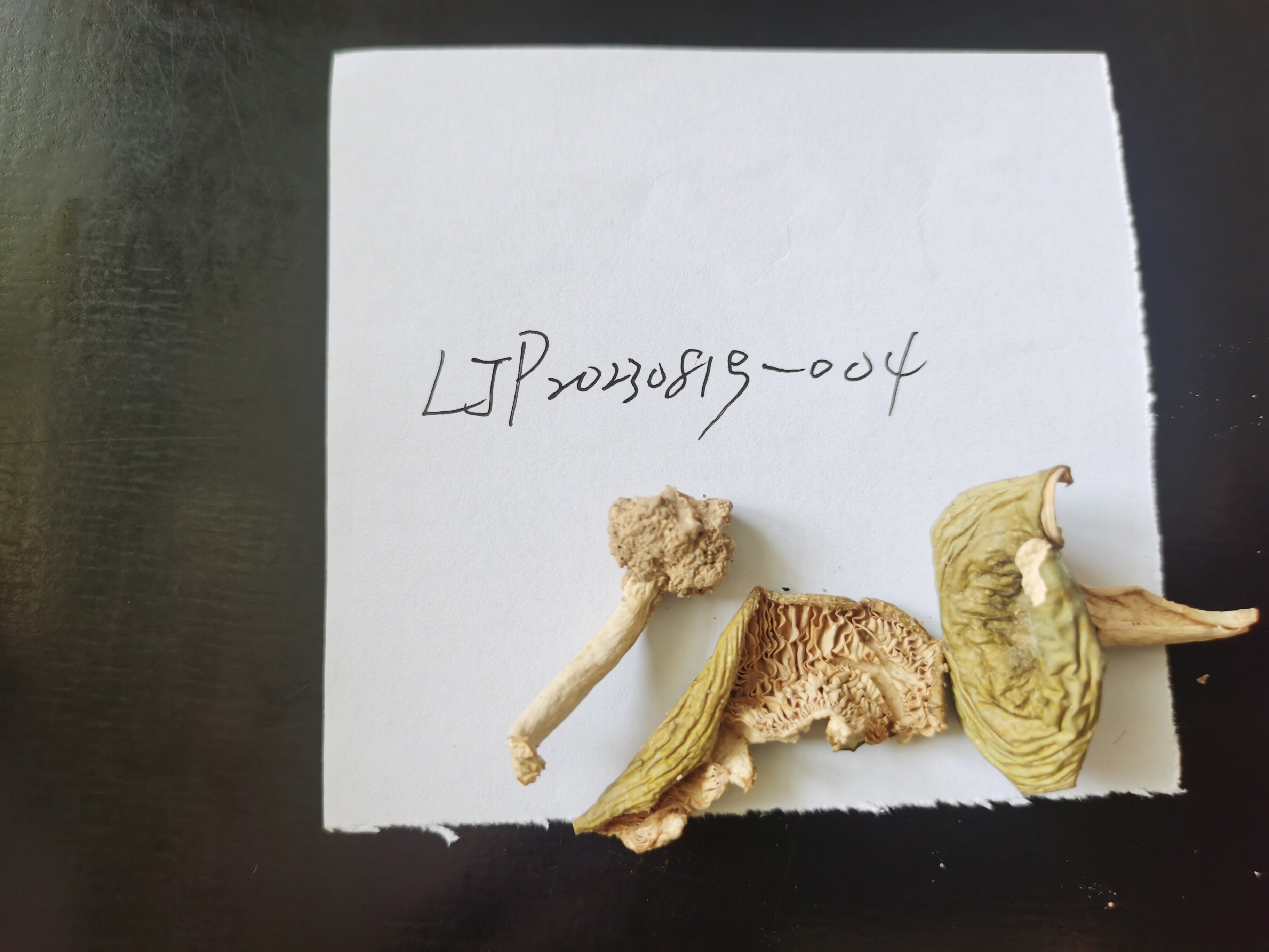 金绿红菇