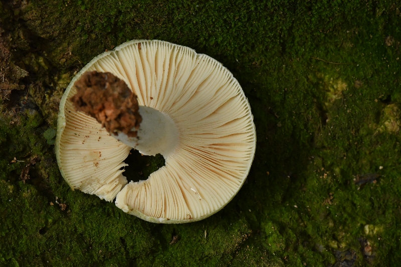 金绿红菇