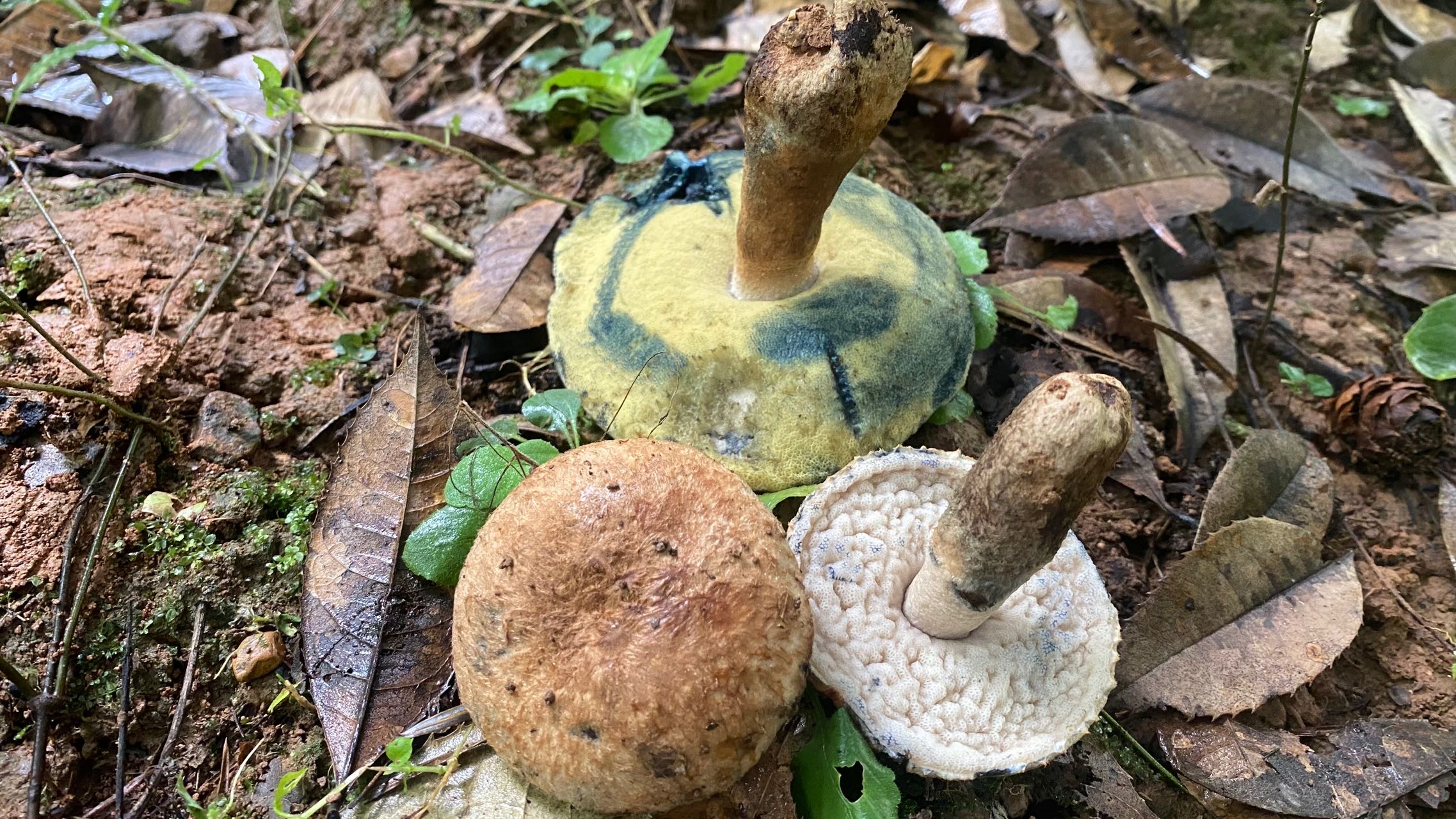 褐丛毛圆孔牛肝菌