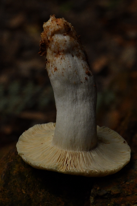 金绿红菇