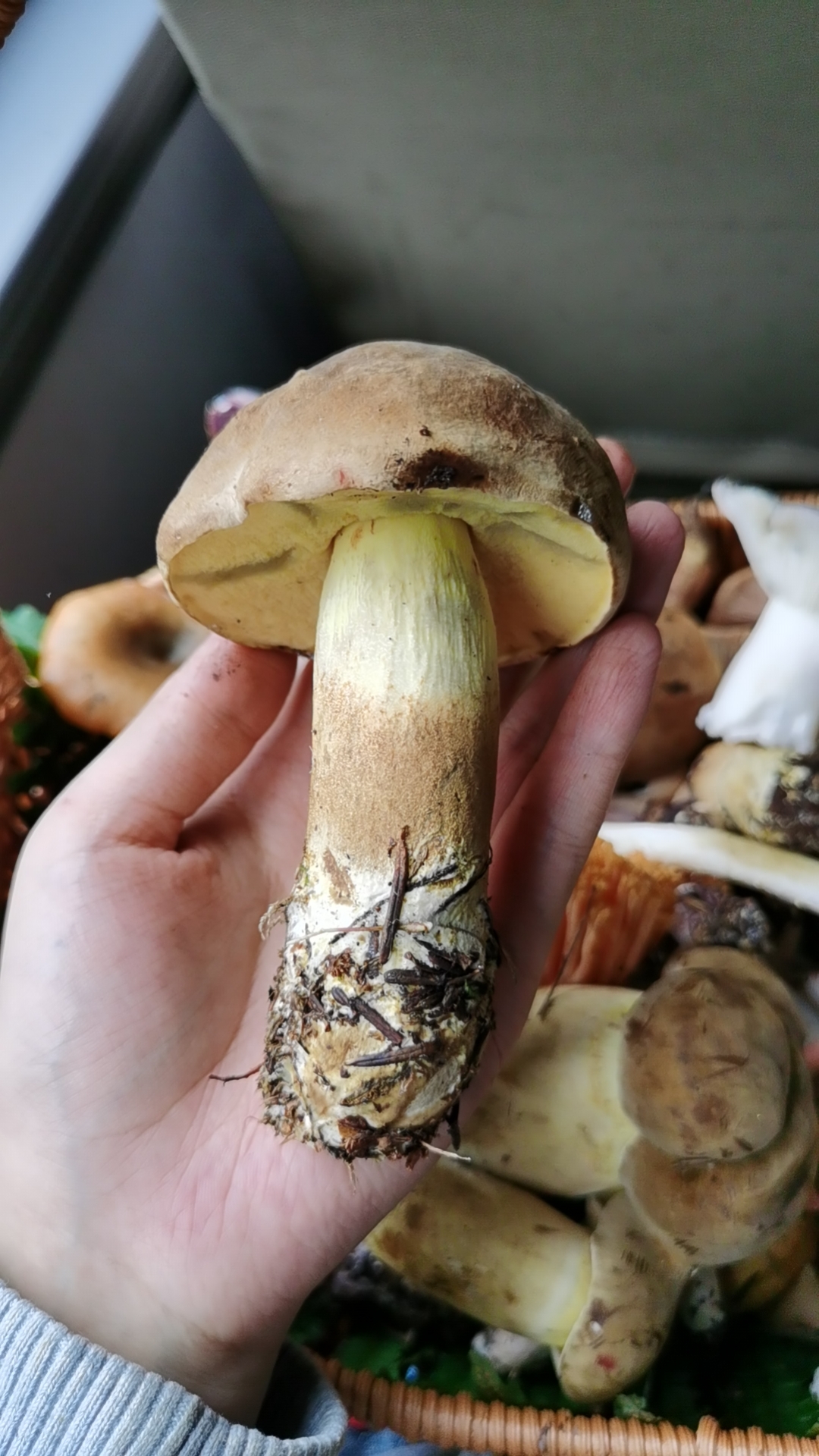 有毒新牛肝菌