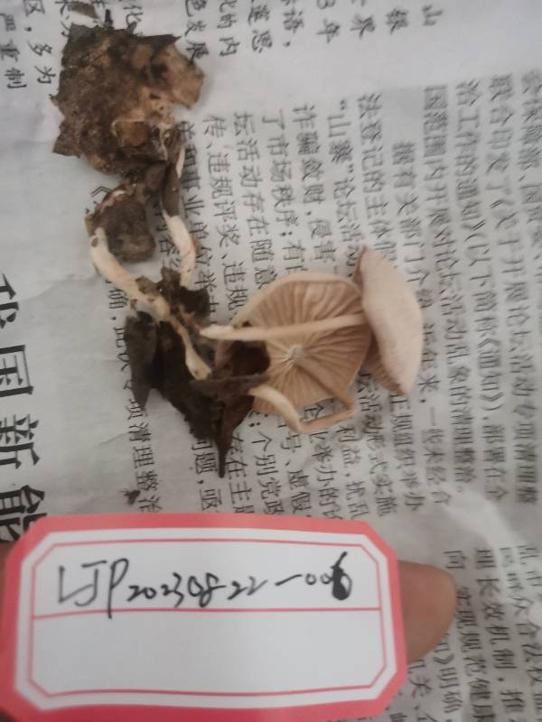 多色裸裸脚伞