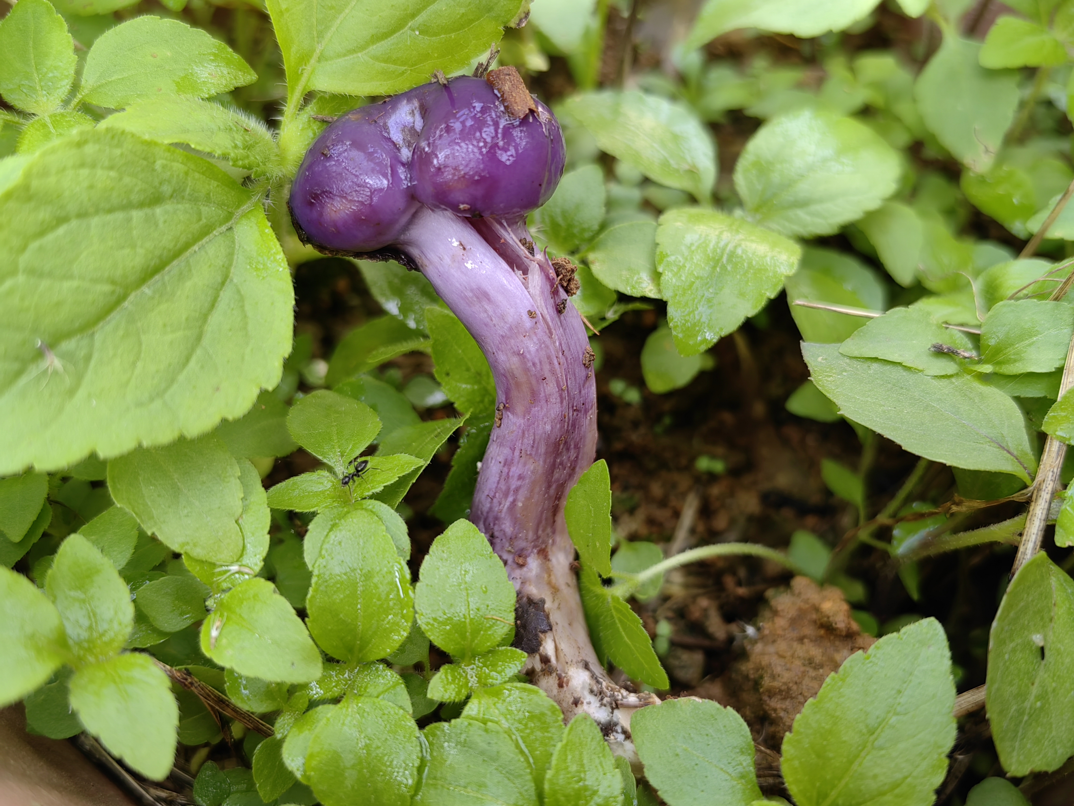 近蓝紫丝膜菌