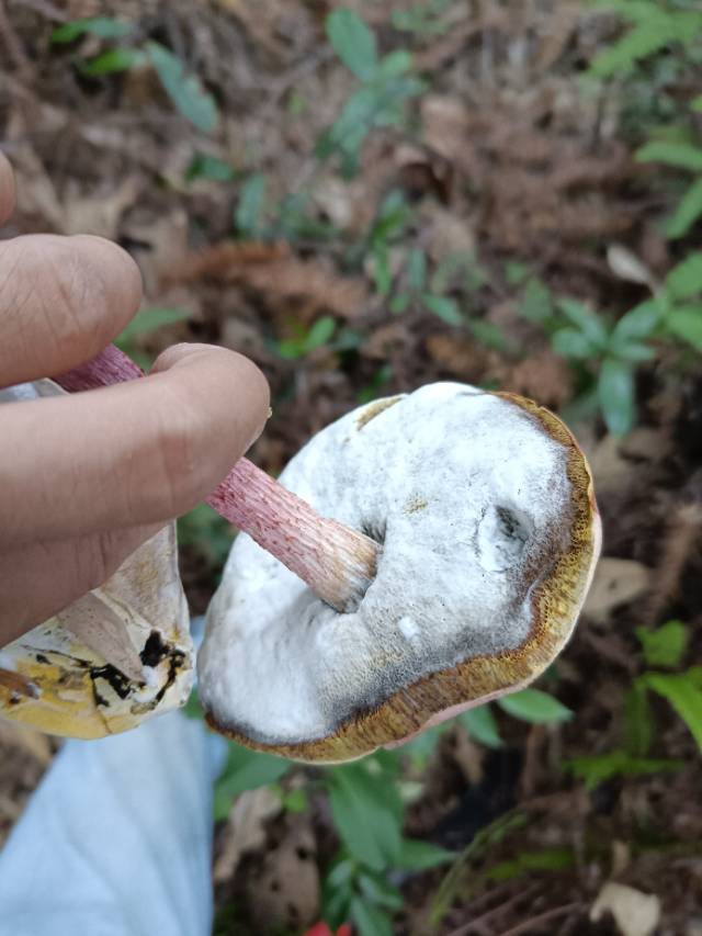 标本照片