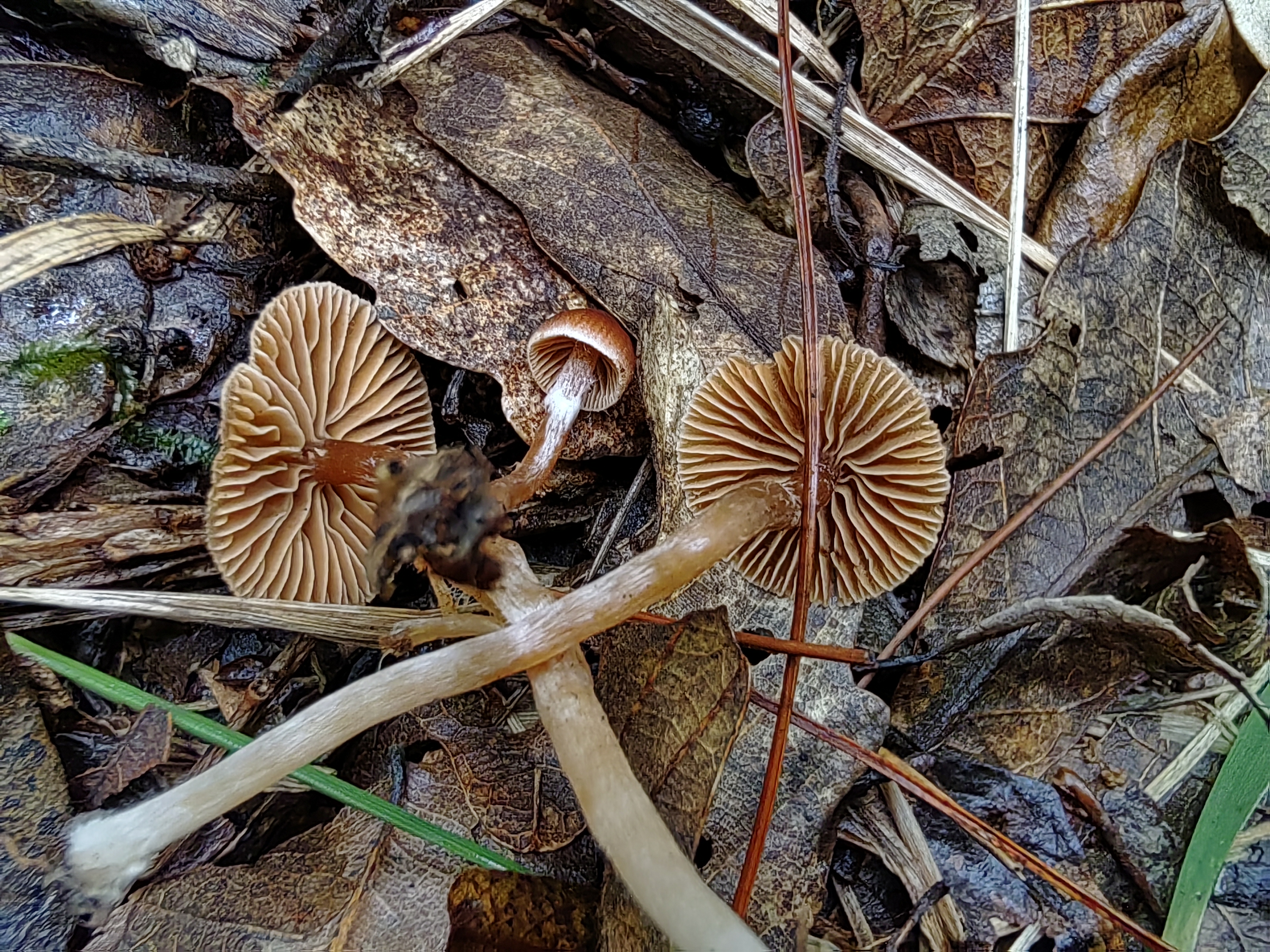 丝膜菌
