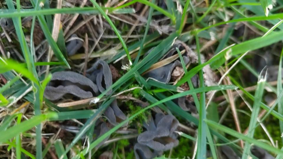 马鞍菌