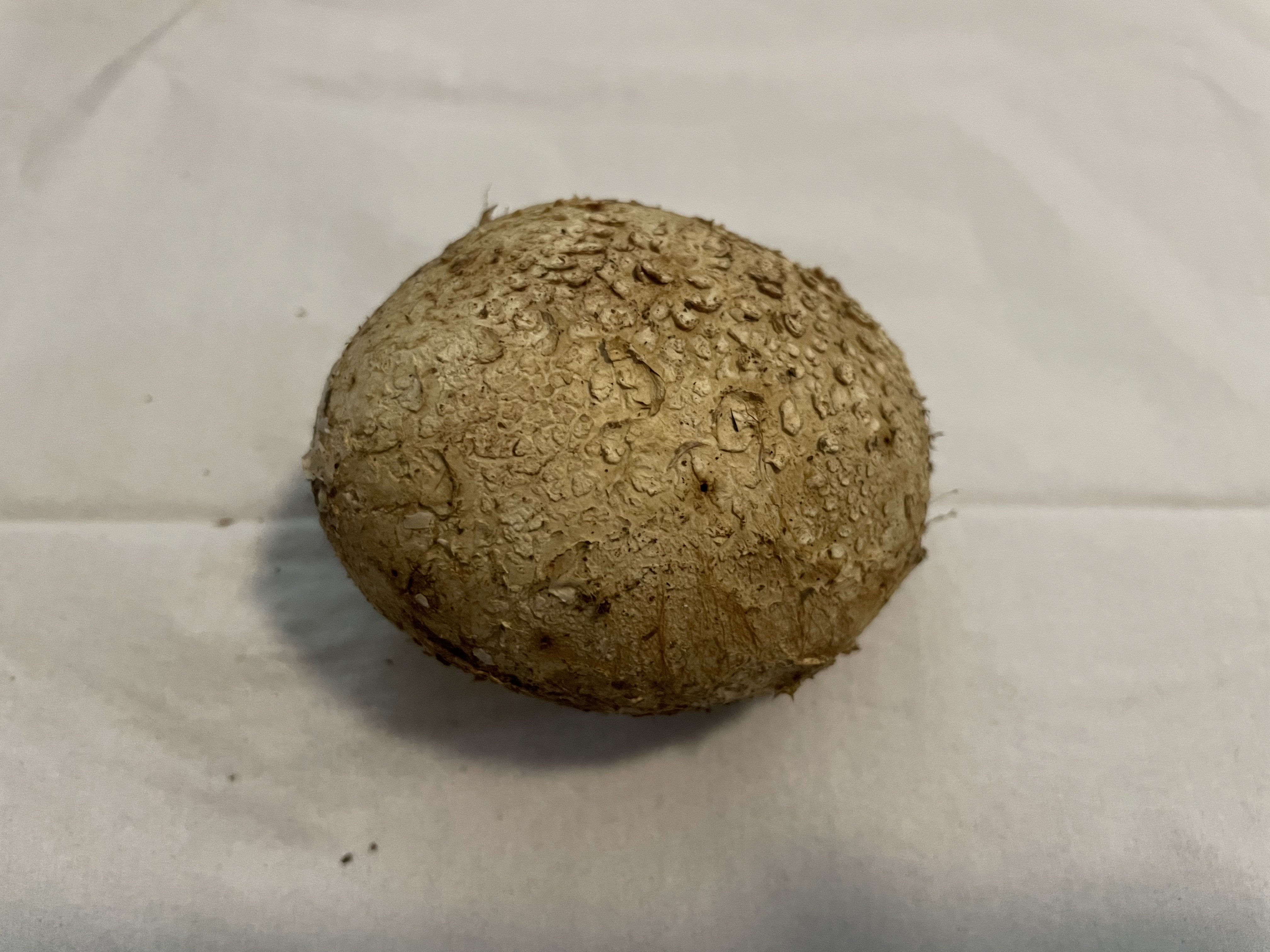云南硬皮马勃