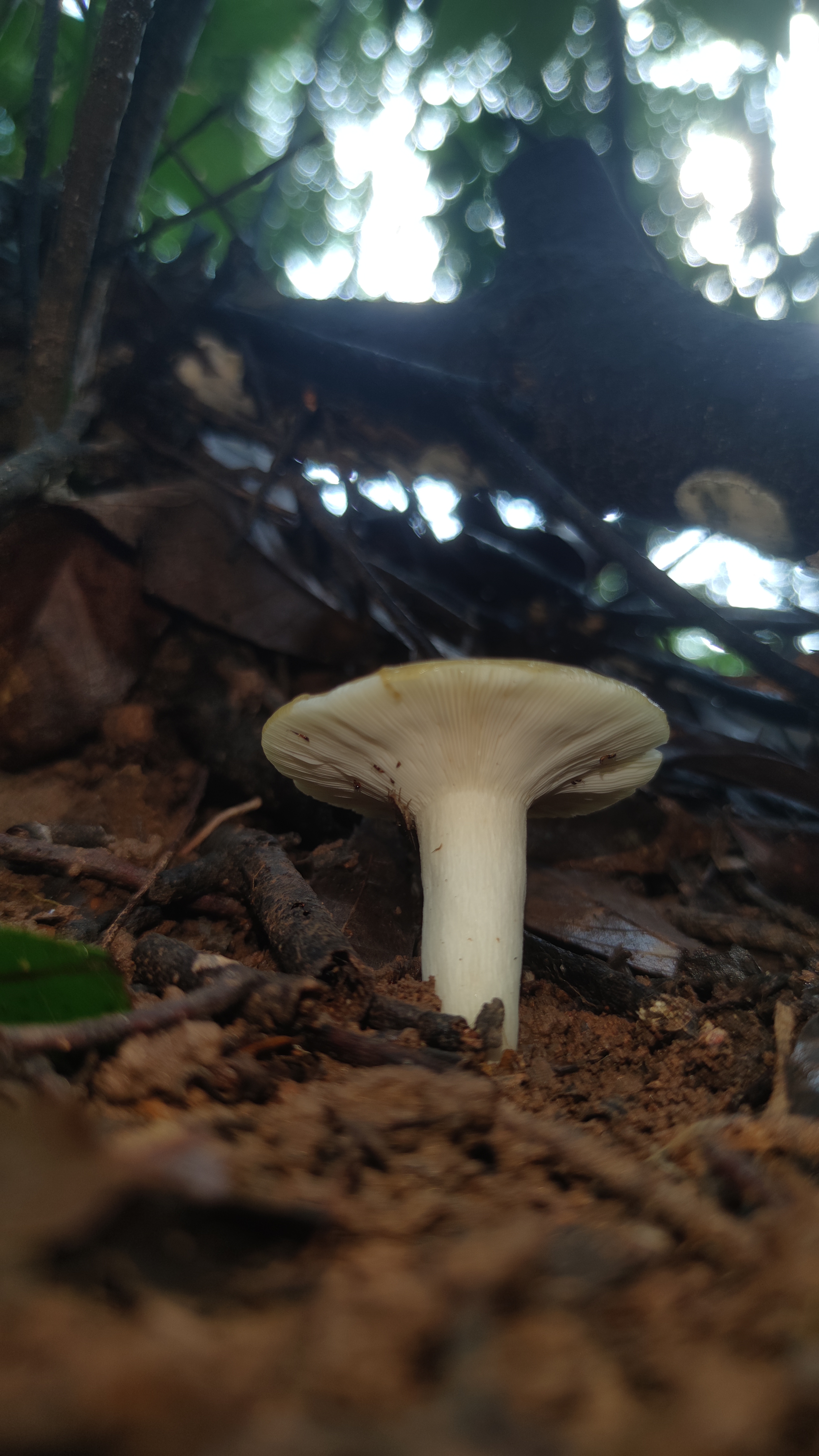 鼎湖山红菇