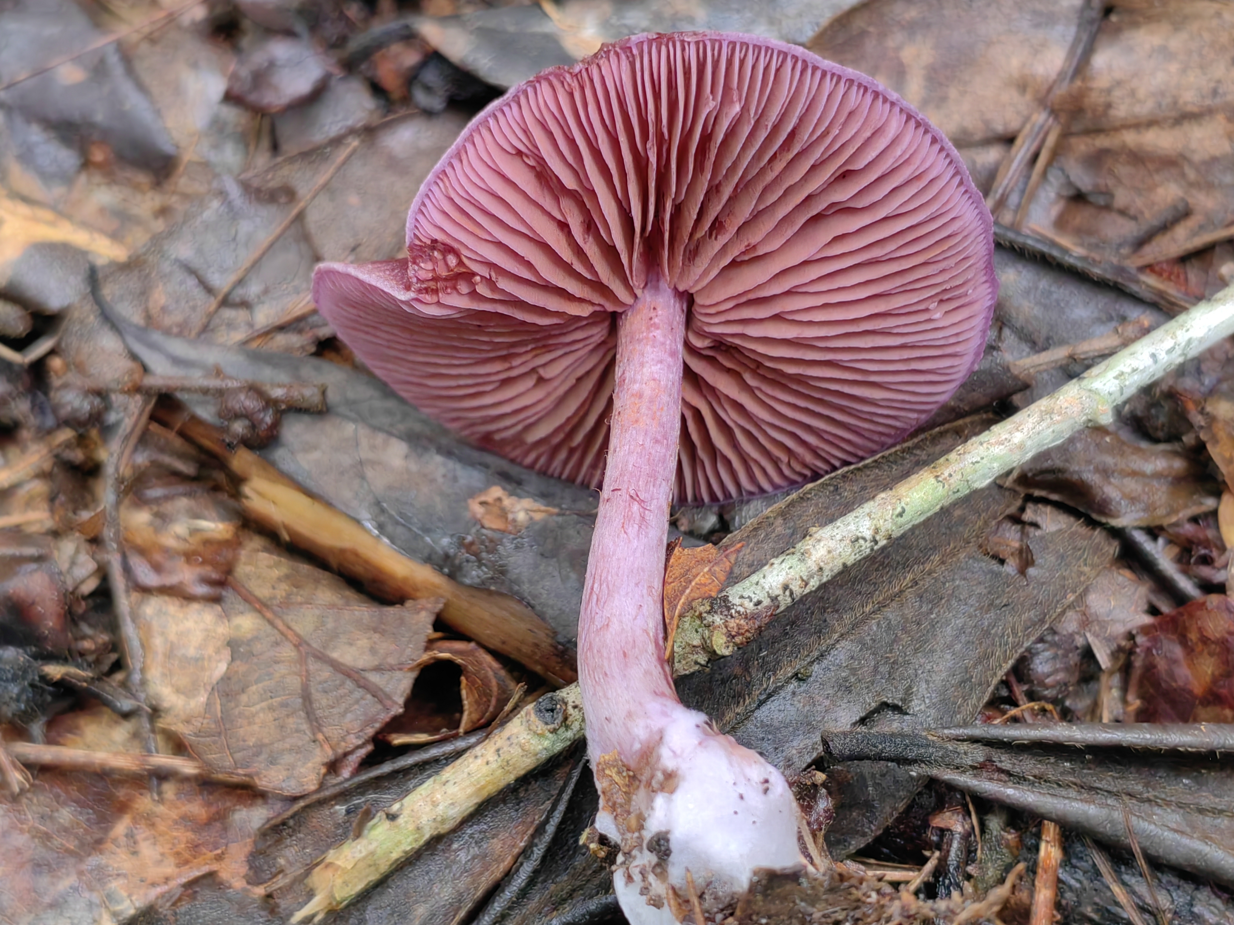 李玉丝膜菌