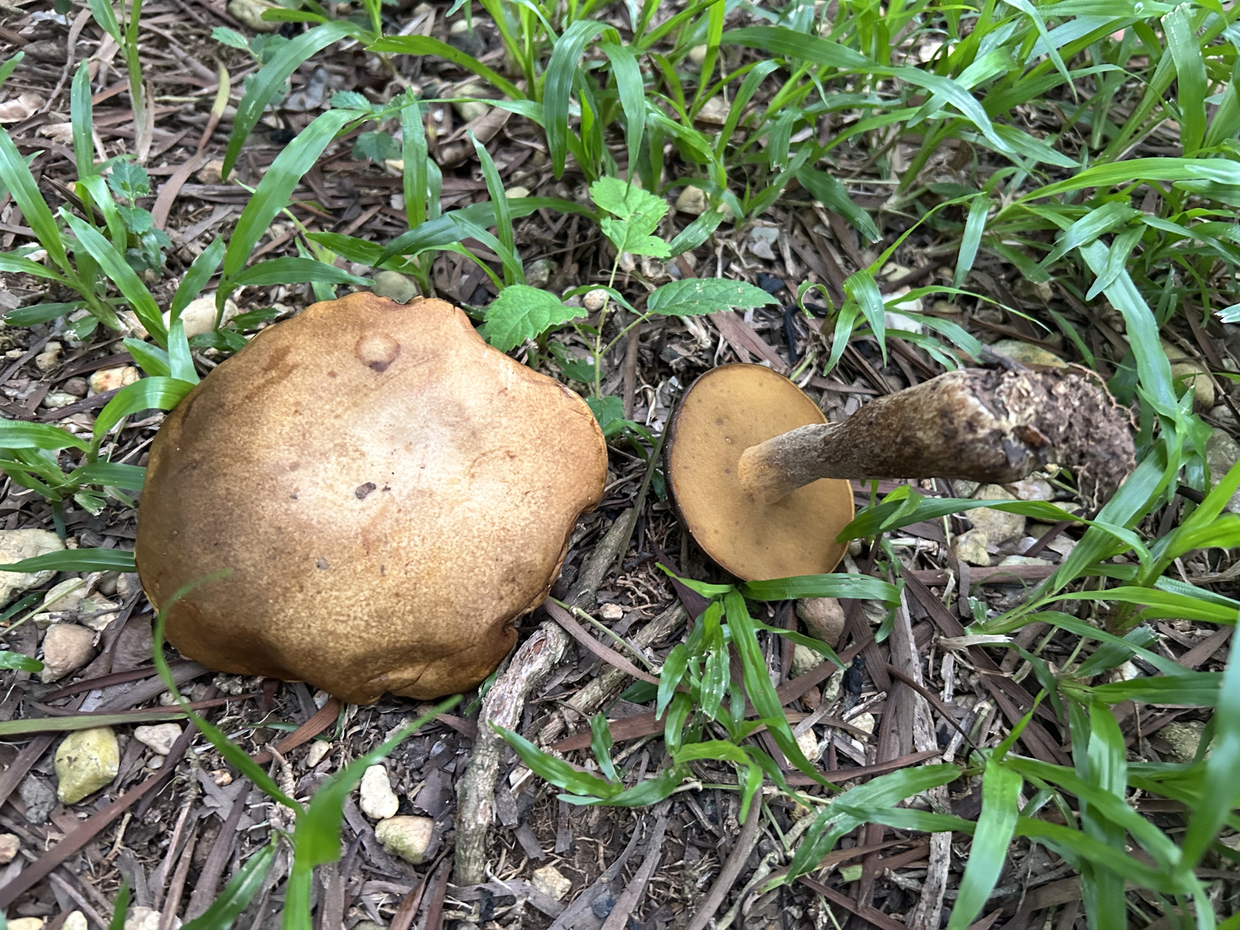 暗褐脉柄牛肝菌