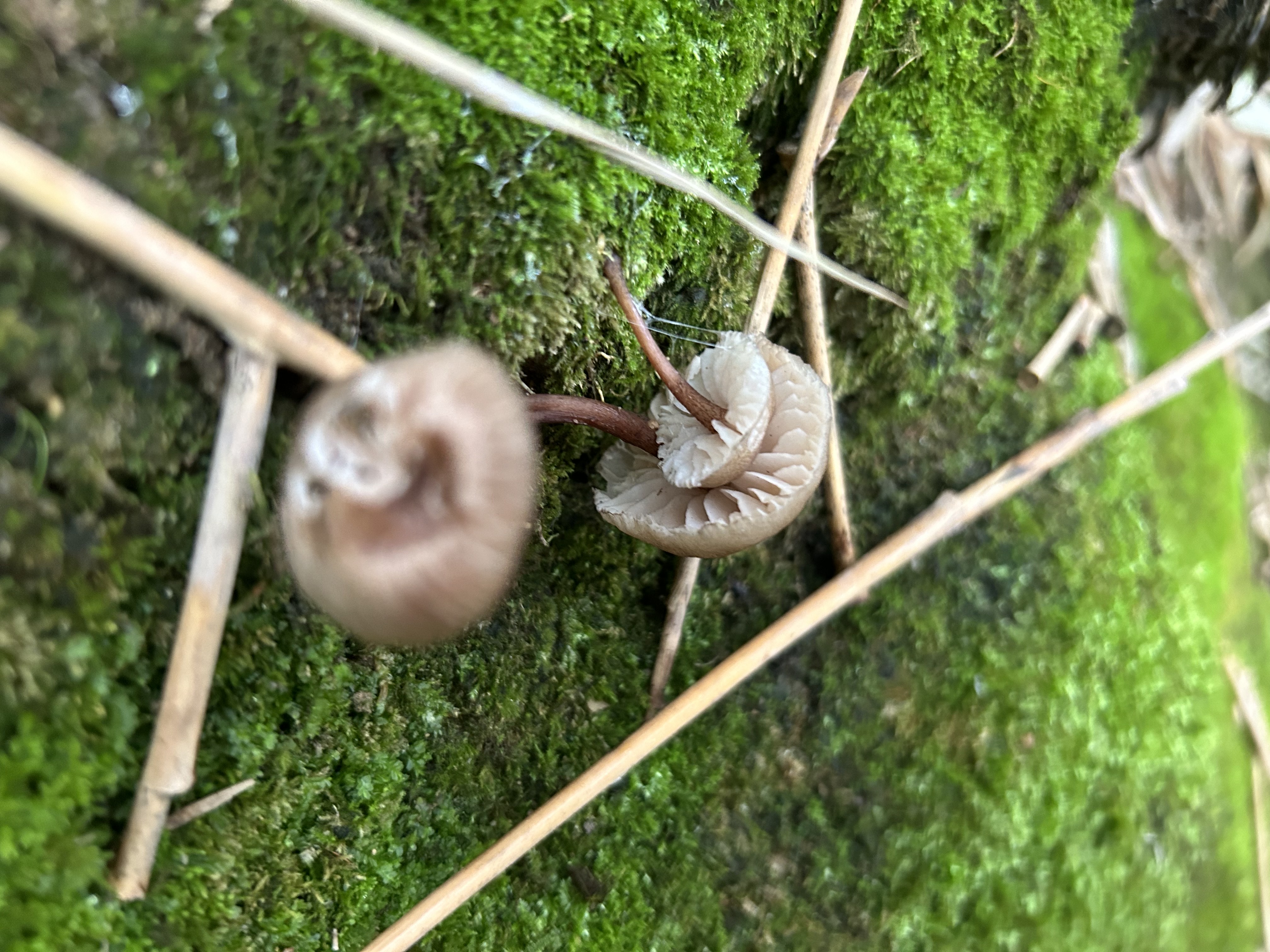 小菇属