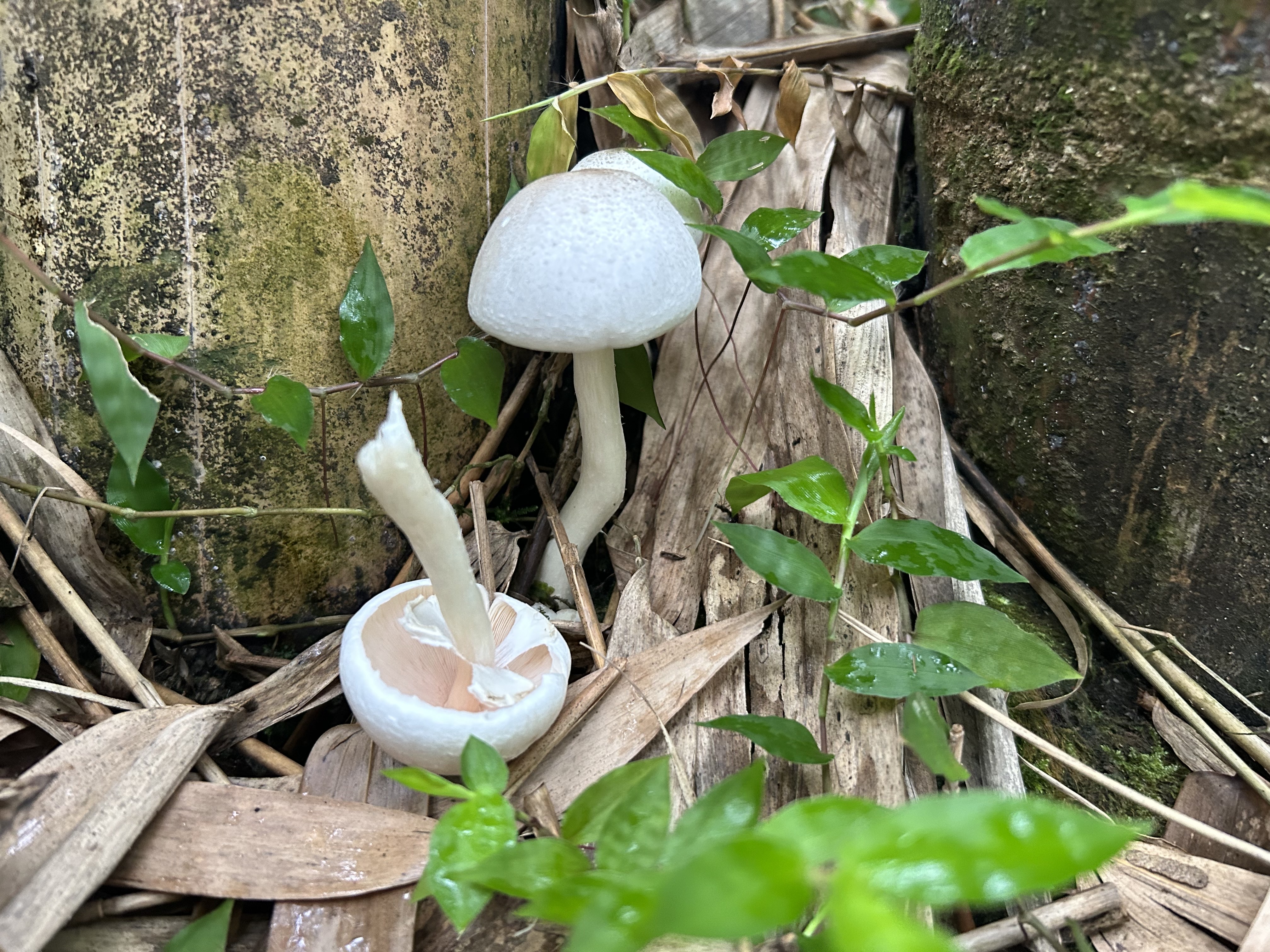 暂无中文名