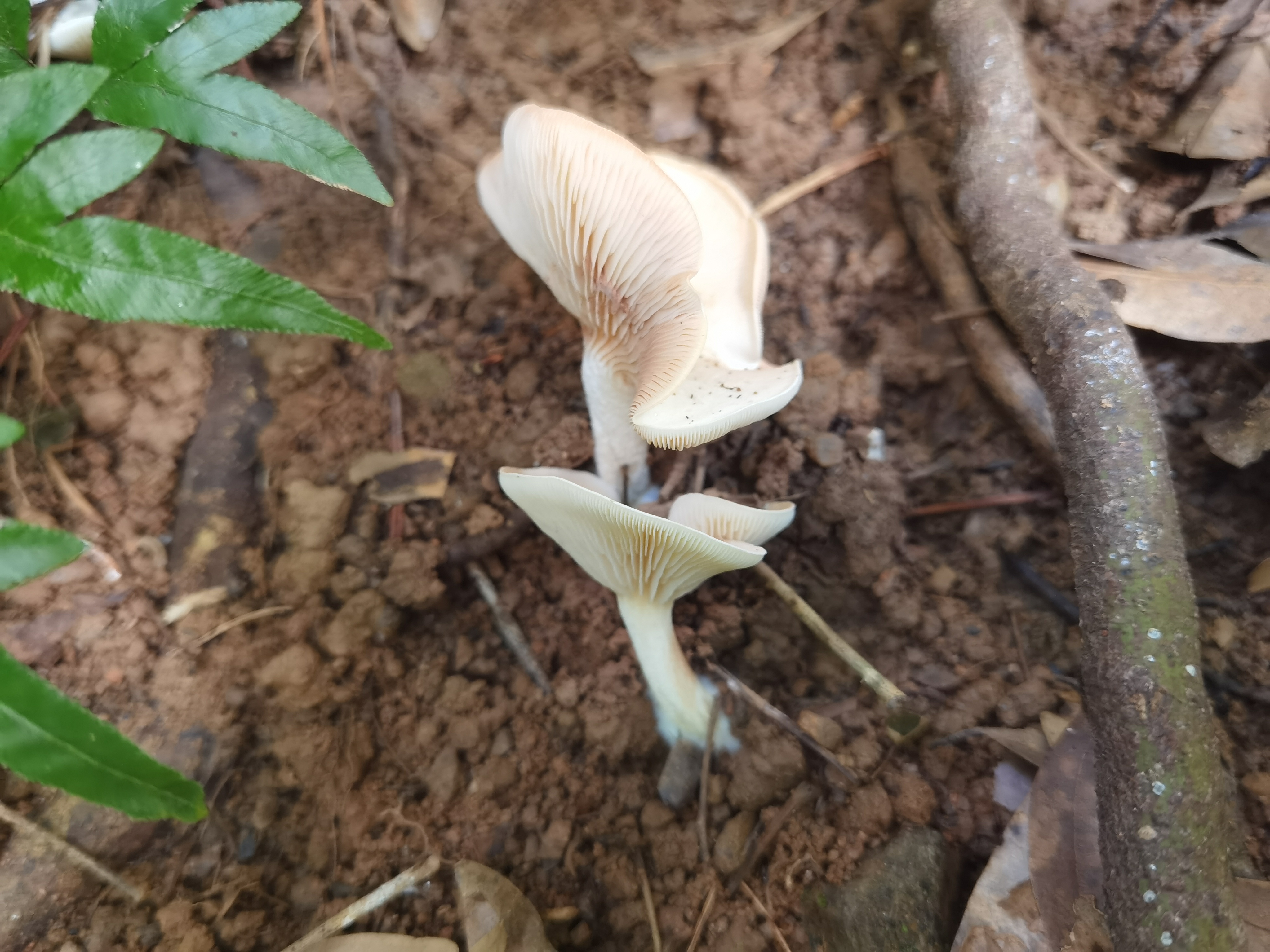 粉褶菌