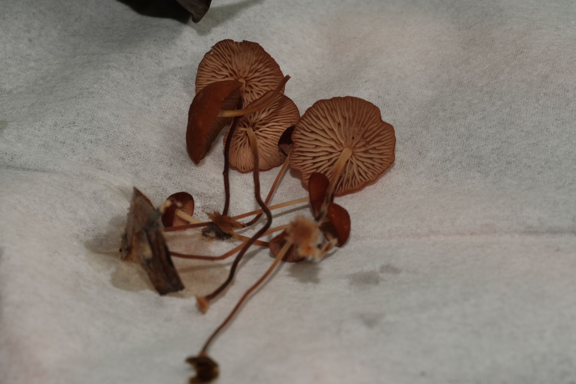 优雅小皮伞