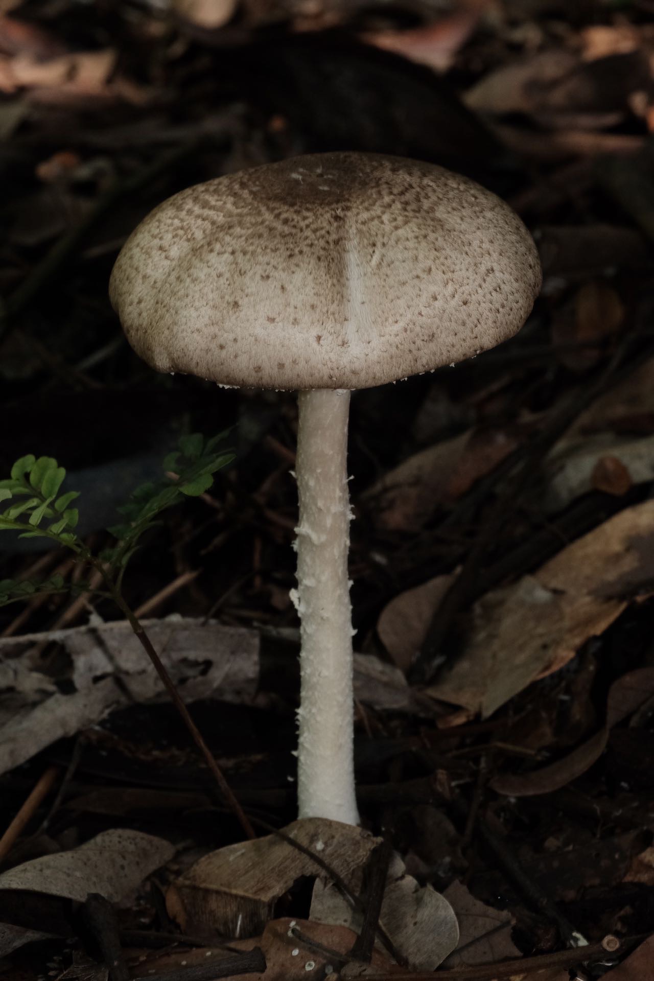 絮柄蘑菇