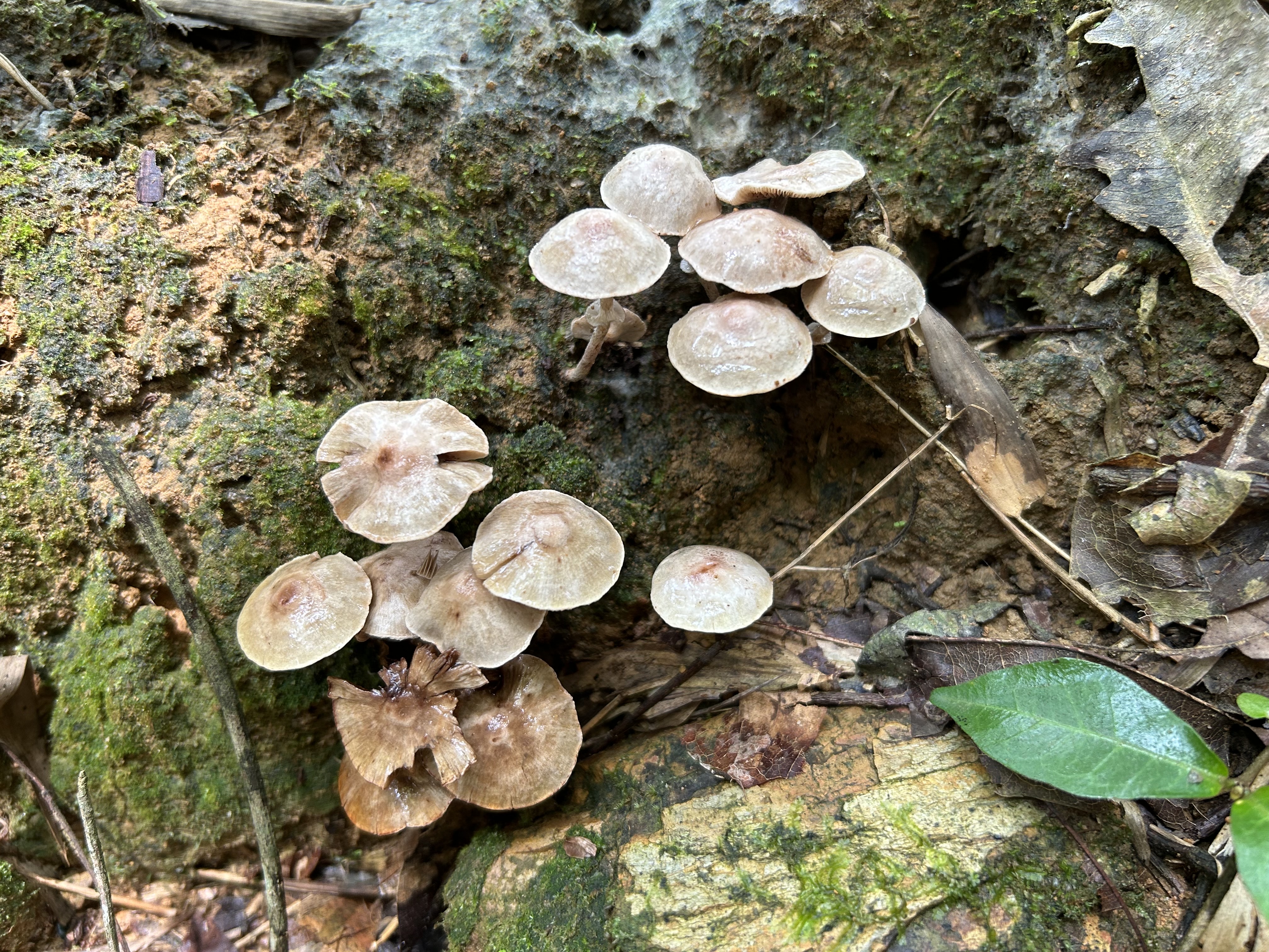 无中文名