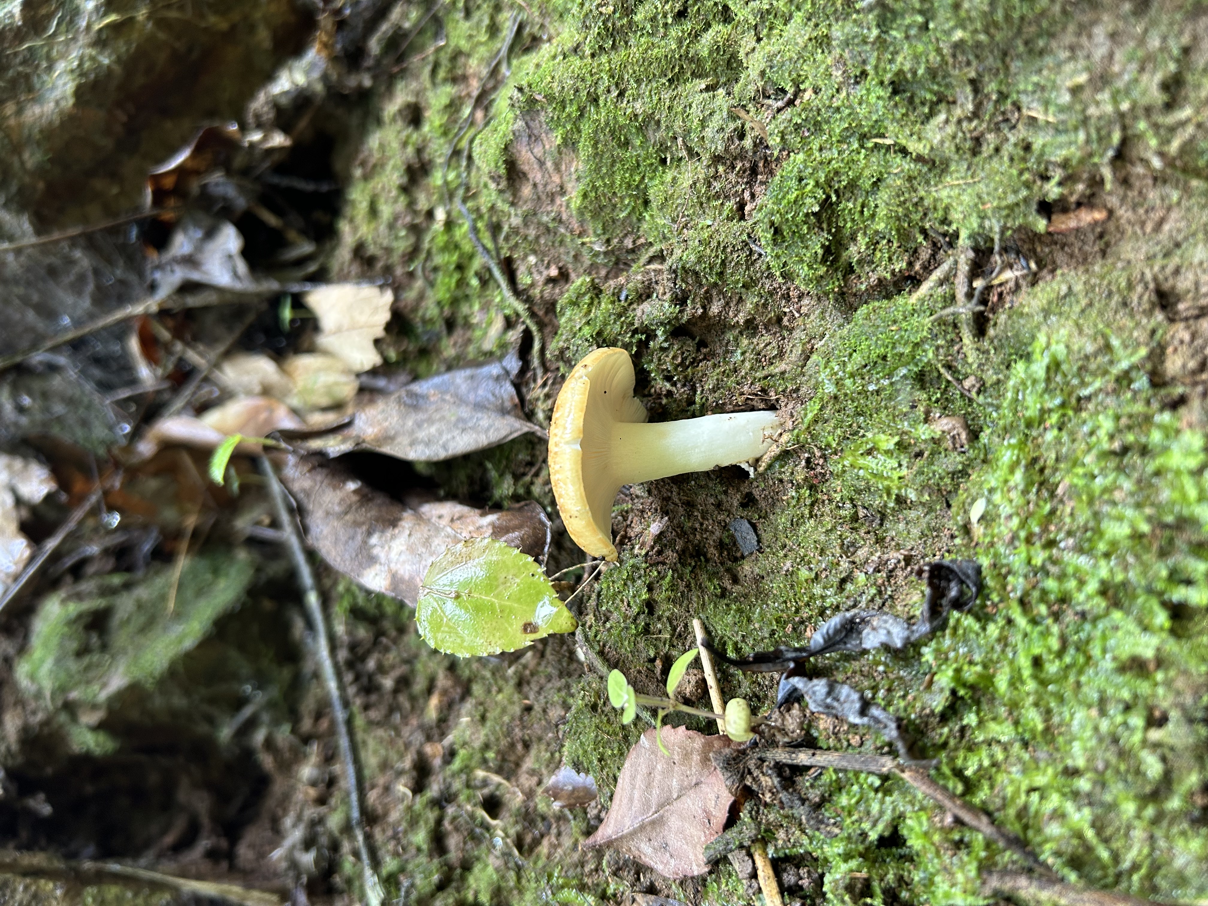 鼎湖山红菇