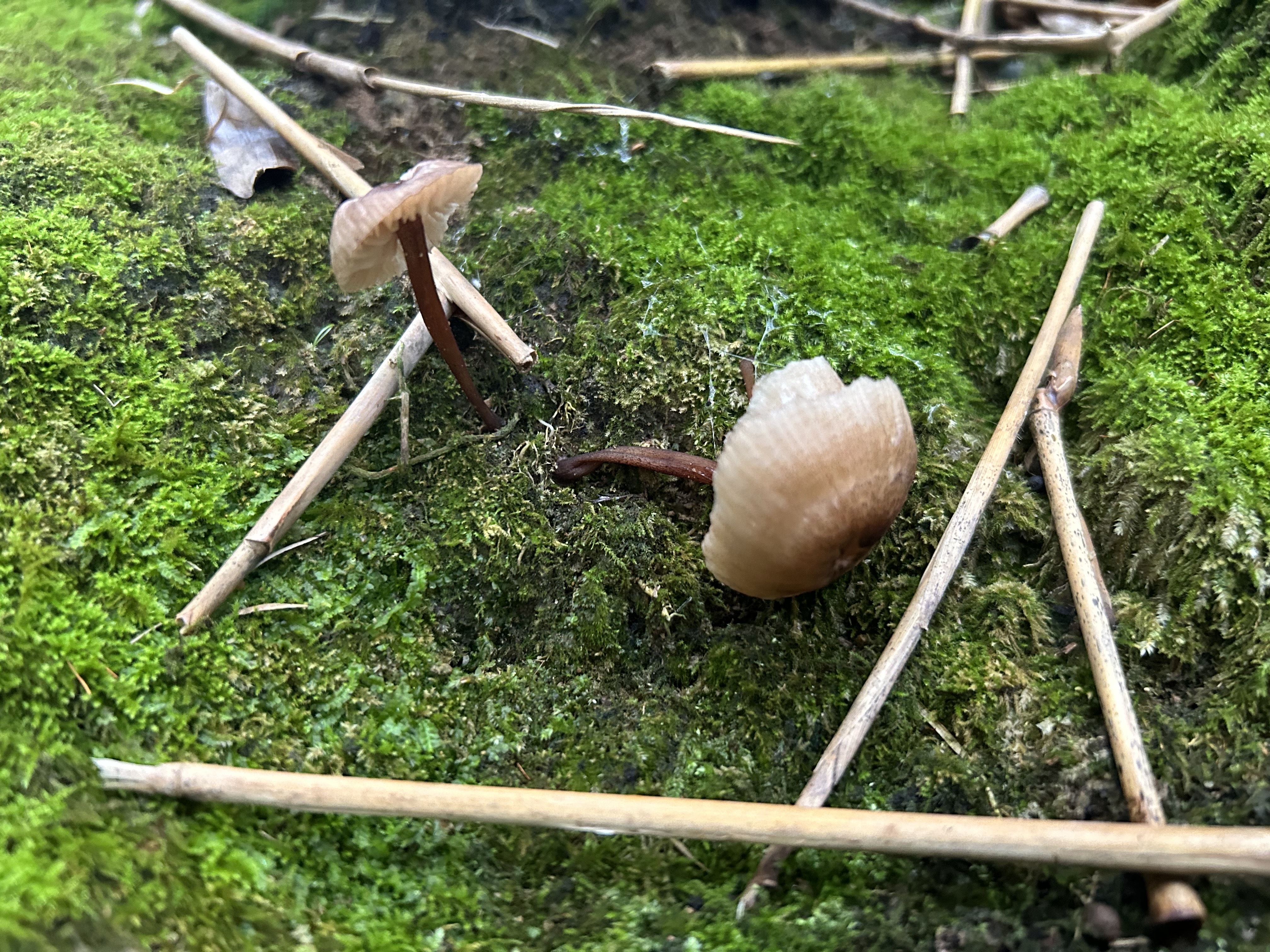 小菇属