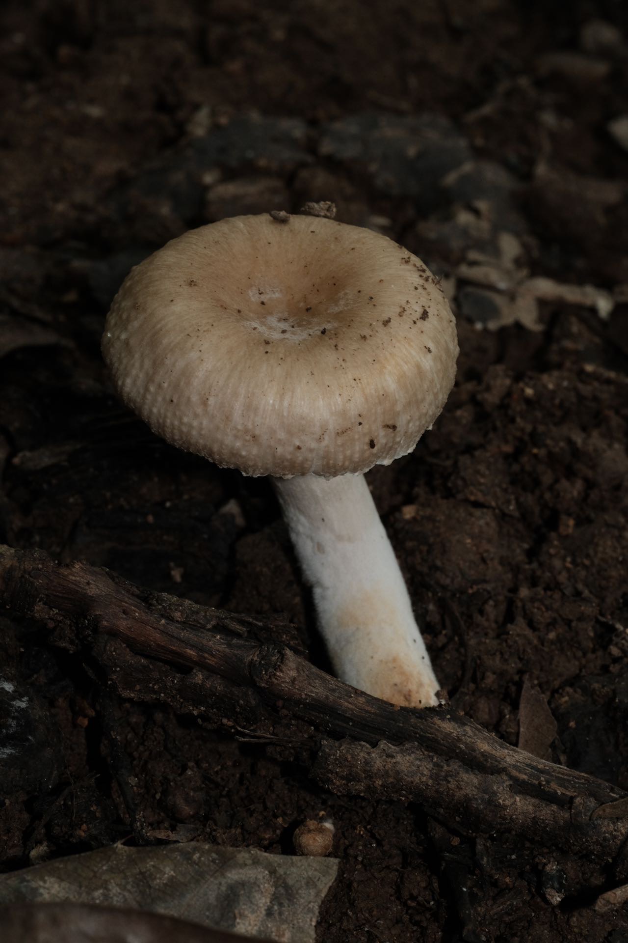 蜡味红菇