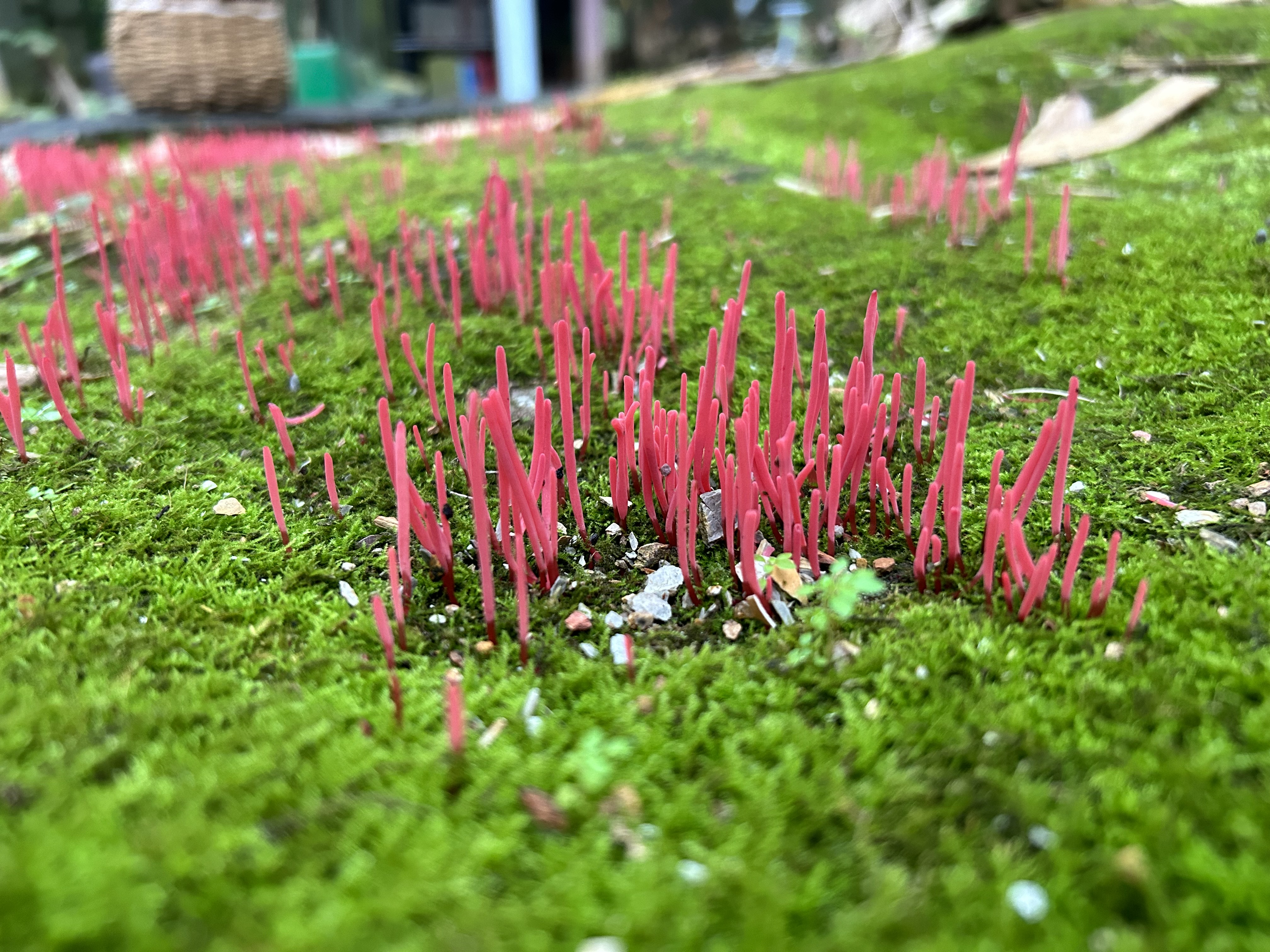标本照片