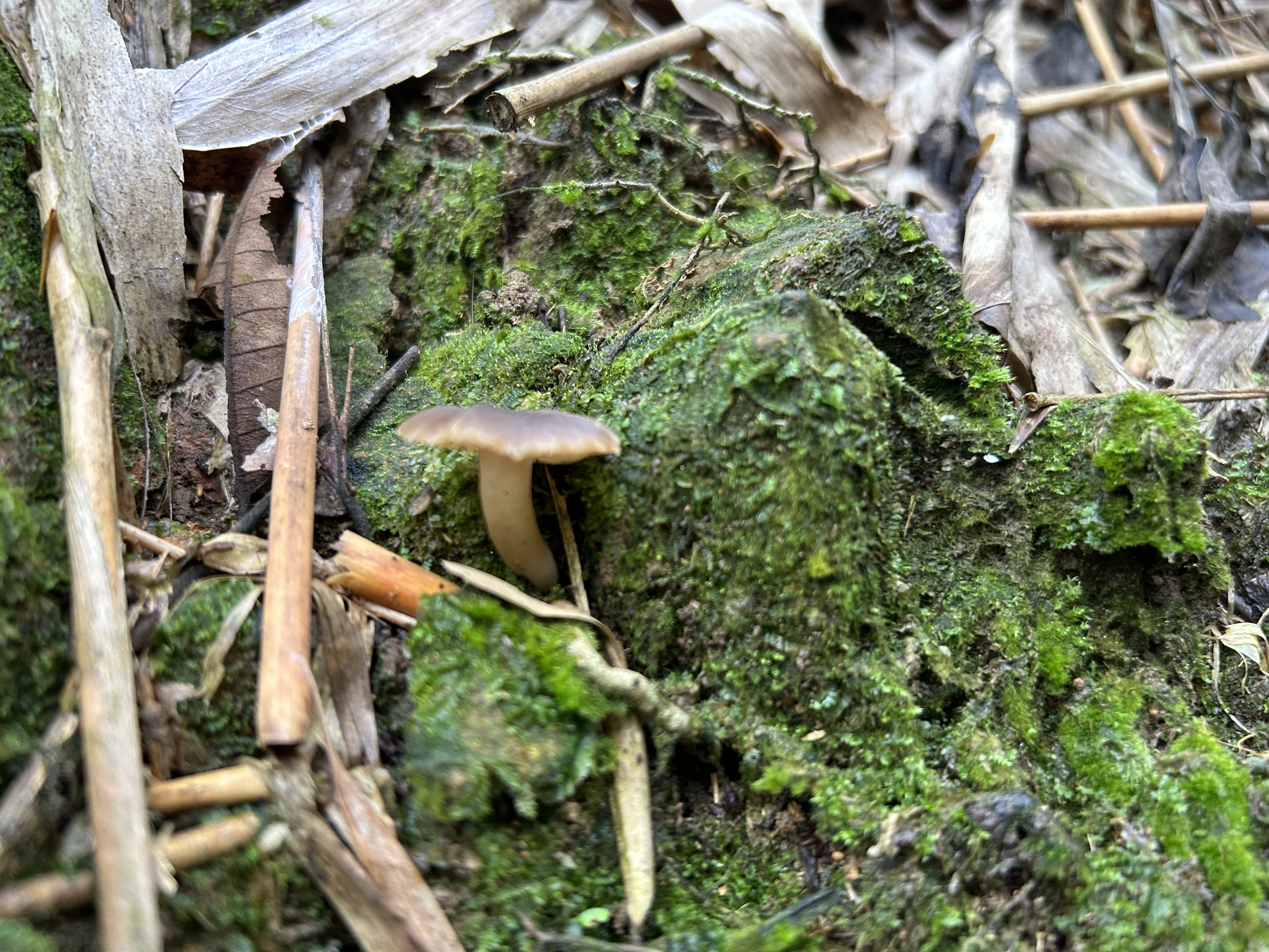 新湿伞？