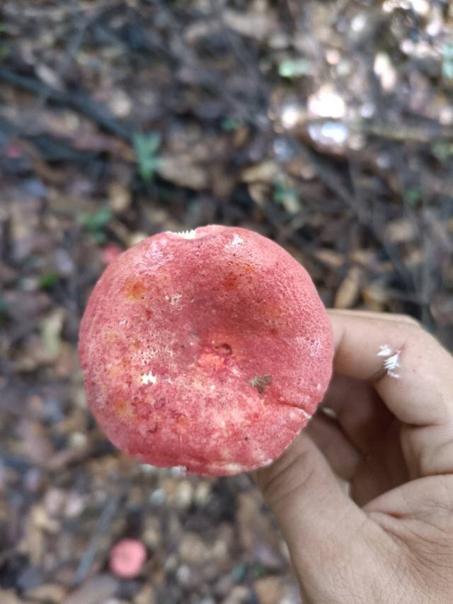 红菇亚属某种