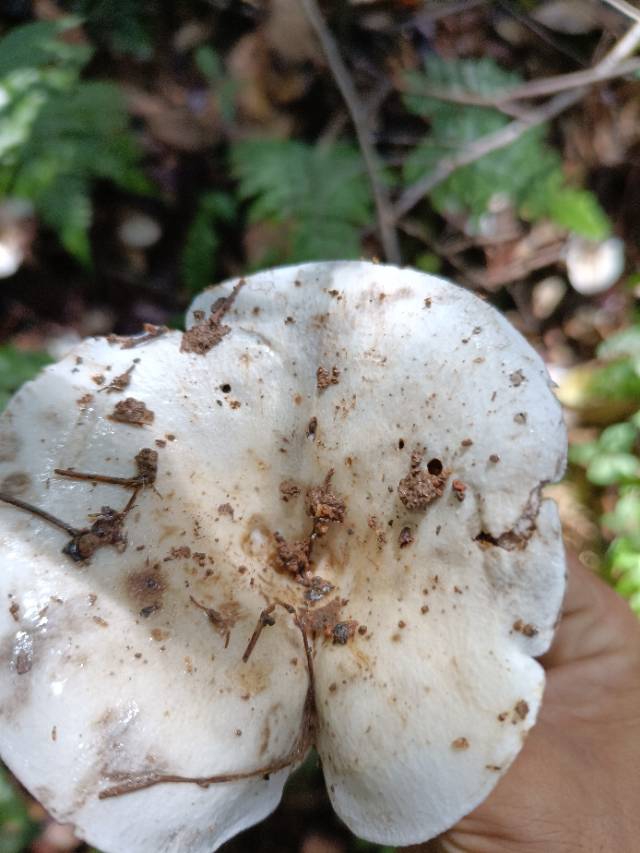 红菇亚属某种