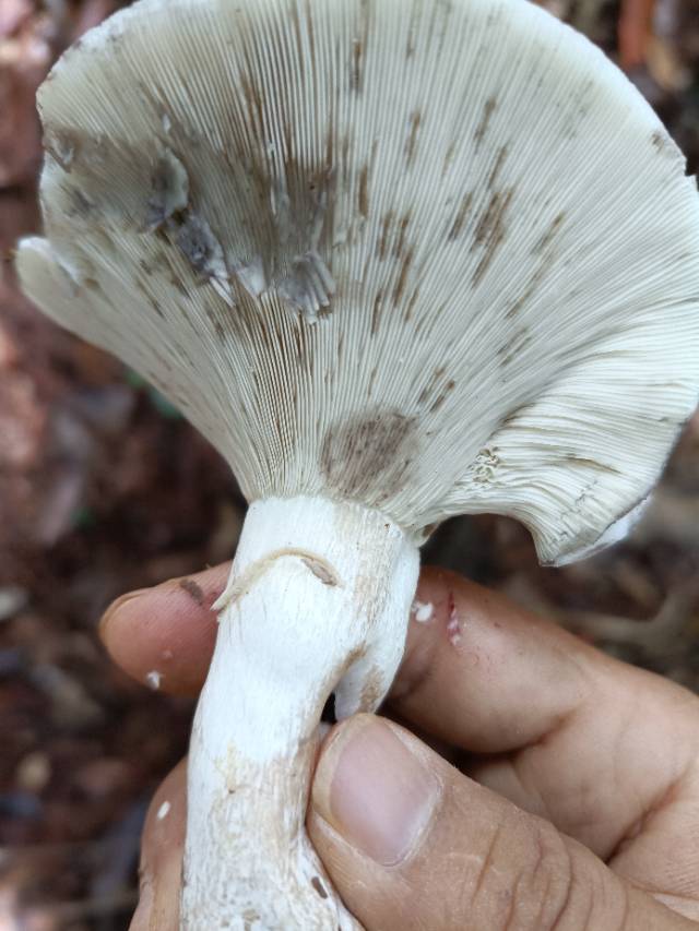 红菇亚属某种