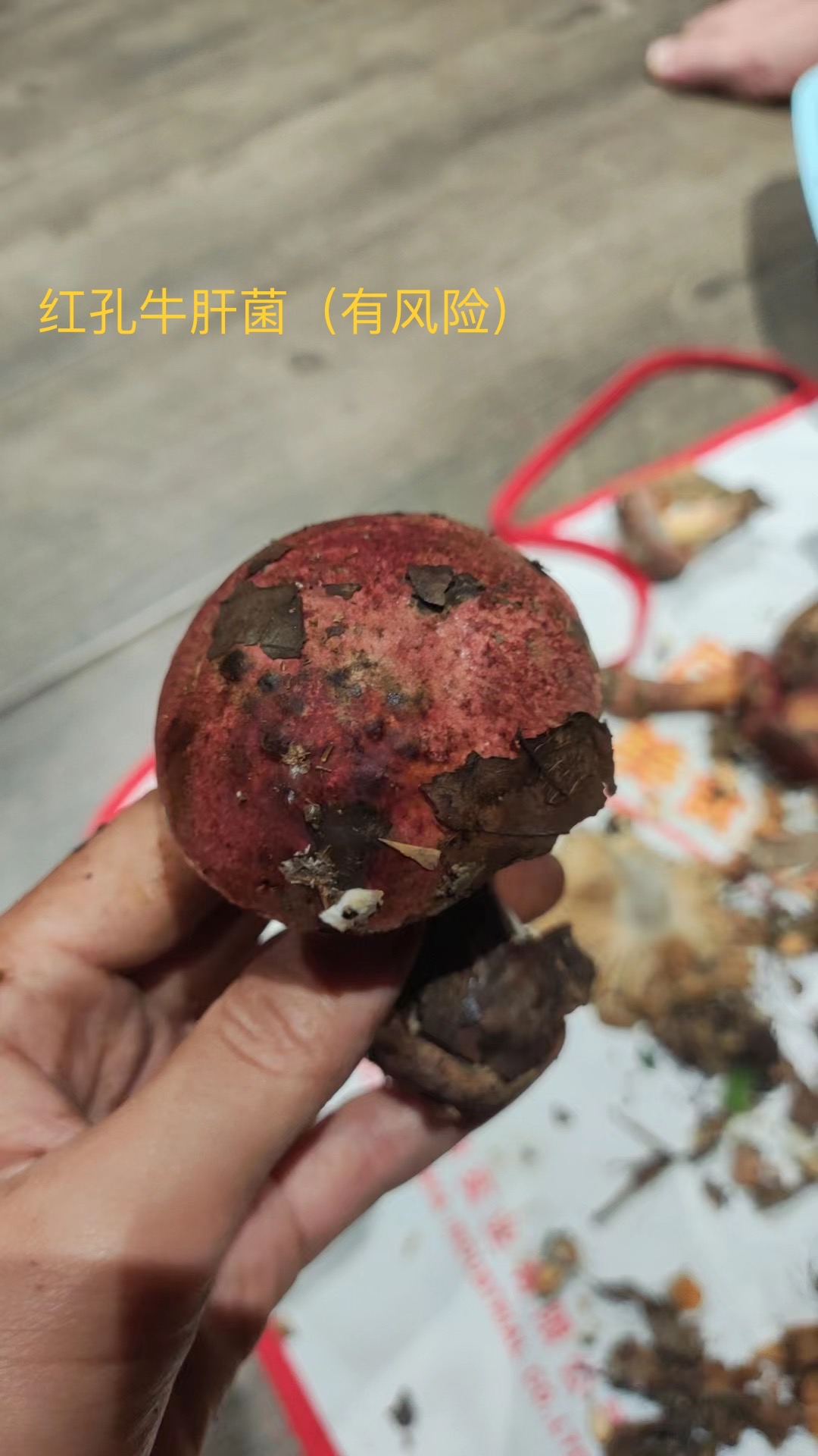 蛇皮状红孔牛肝菌