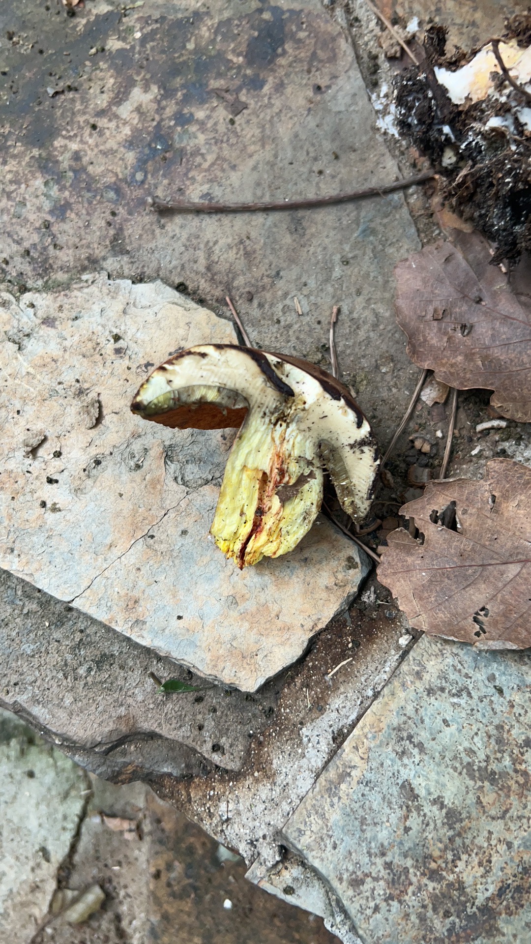 窄孢兰茂牛肝菌