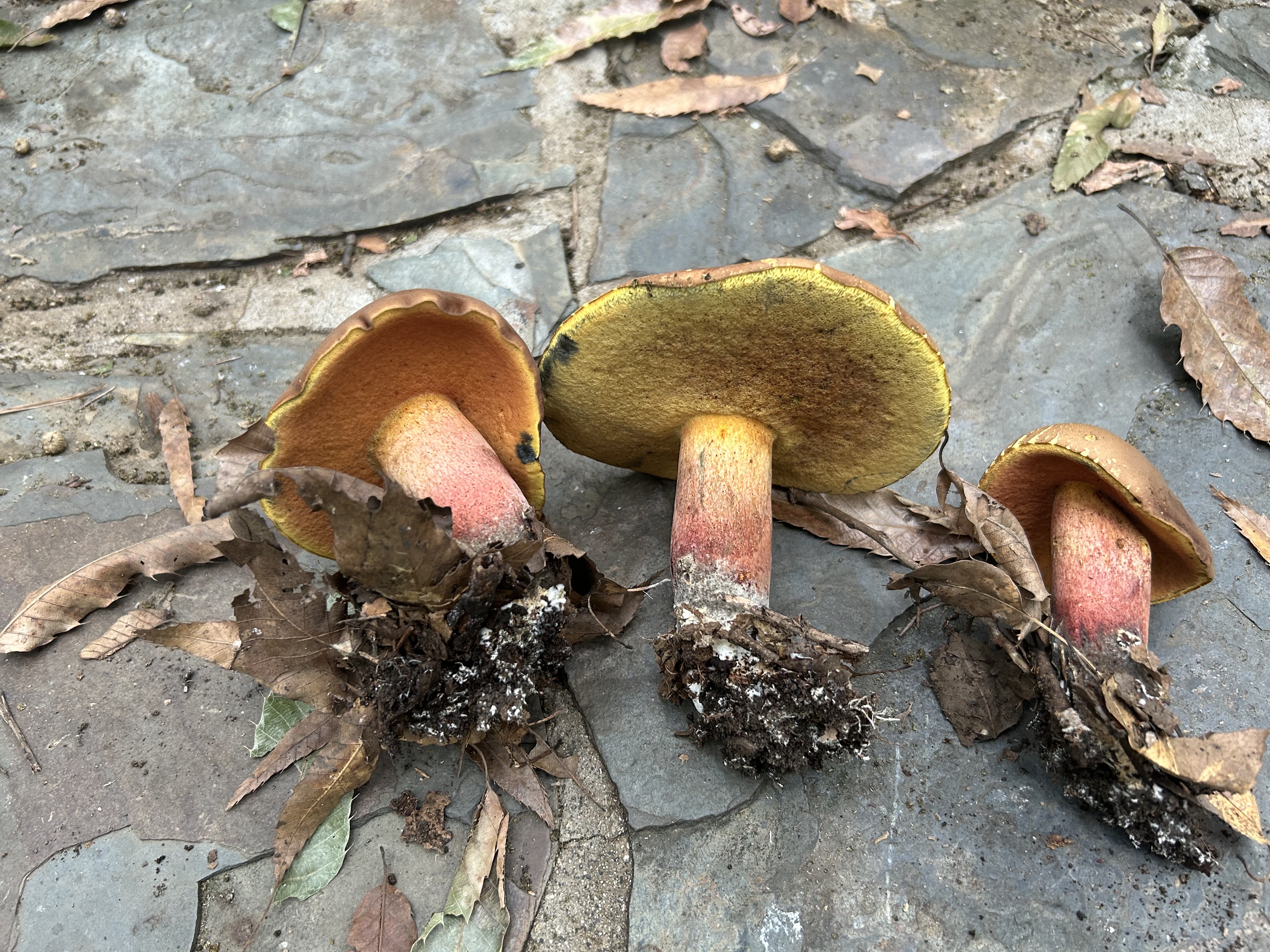 窄孢兰茂牛肝菌